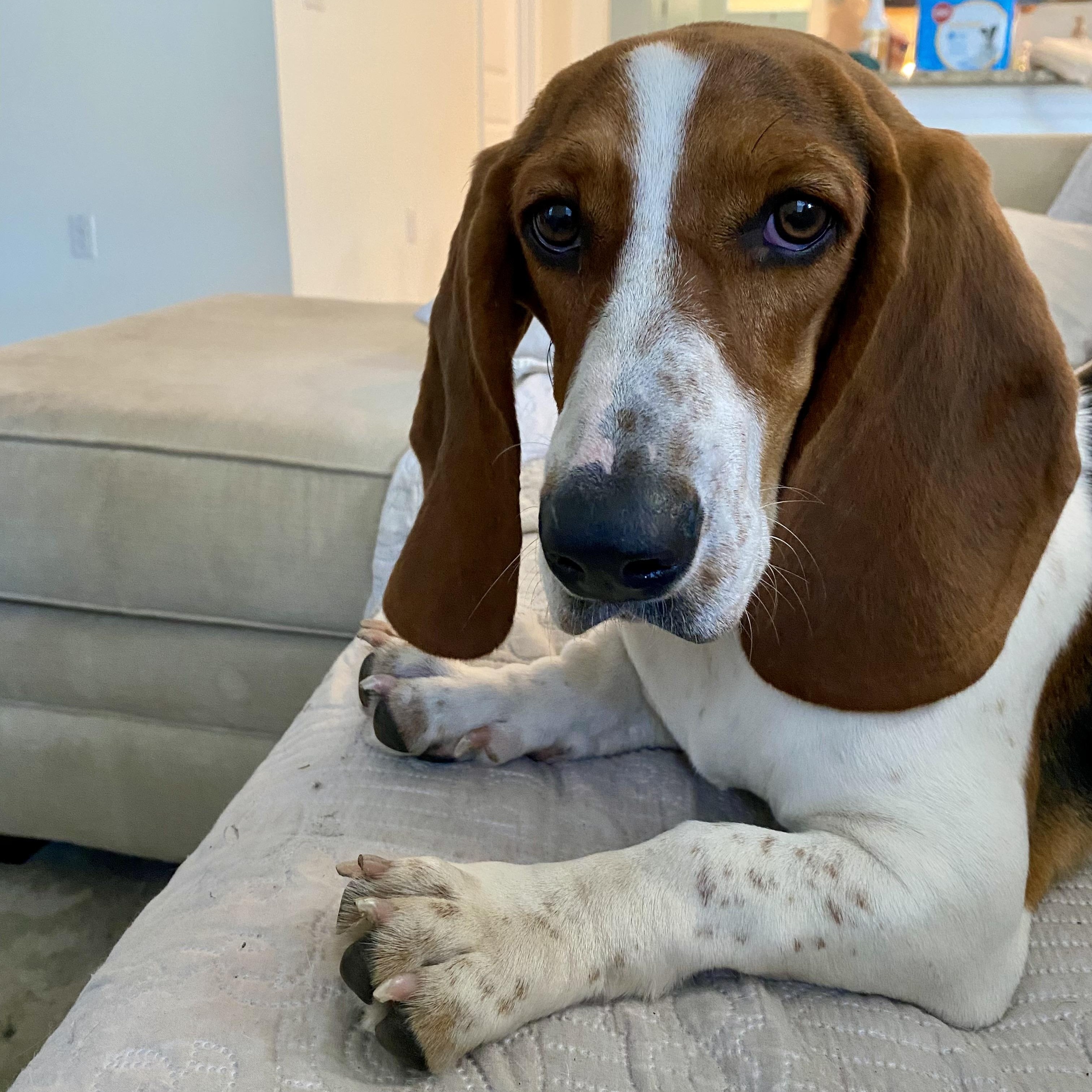 Ruby, Adopted, Puppy Female Basset Hound.