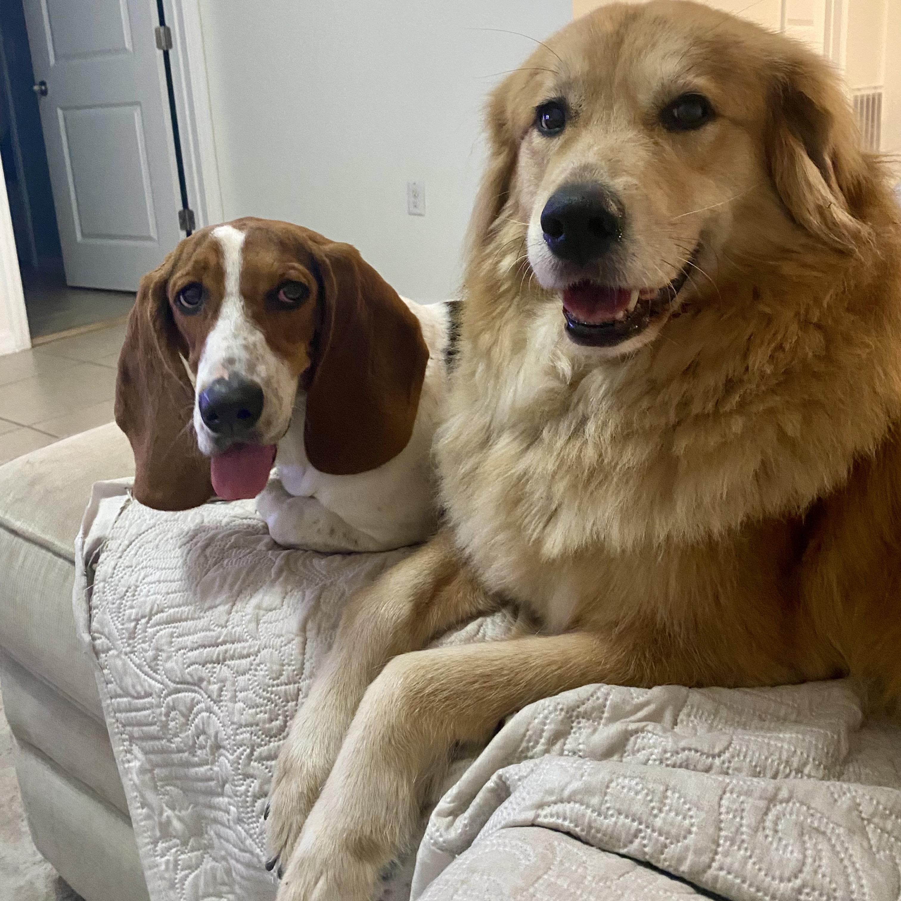 Enlarge Ruby, a Adopted Basset Hound in Port Saint Lucie, FL image 6/6