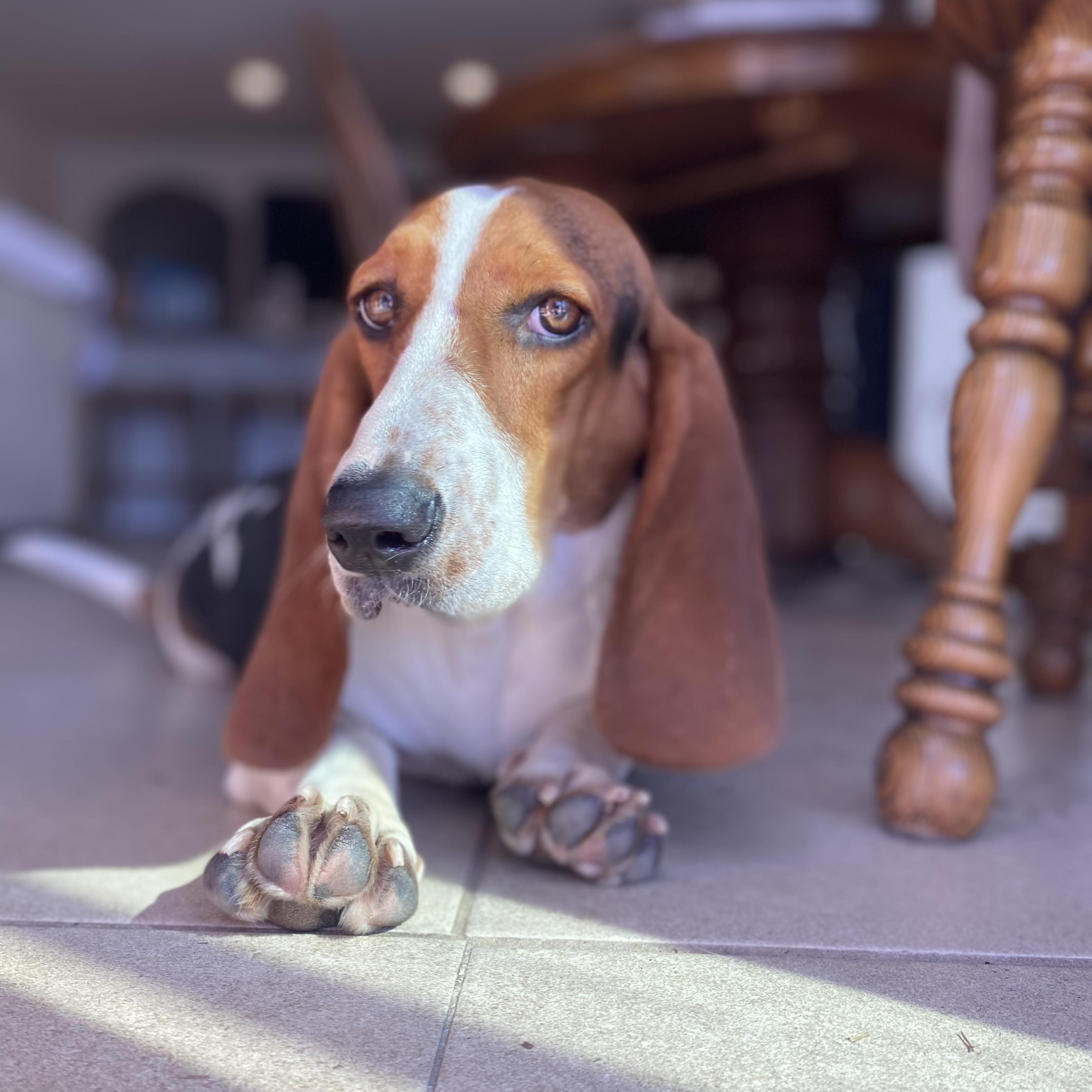 Enlarge Ruby, a Adopted Basset Hound in Port Saint Lucie, FL image 2/6