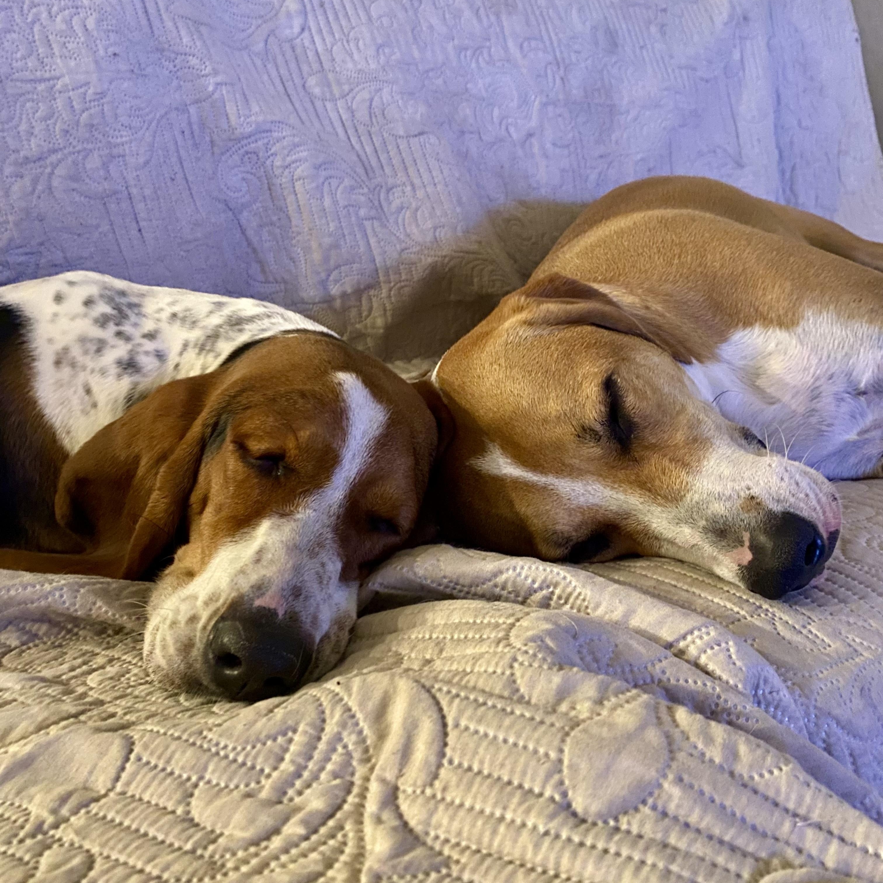 Enlarge Ruby, a Adopted Basset Hound in Port Saint Lucie, FL image 4/6