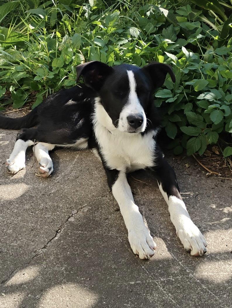 Enlarge Leigh, a Adoptable Border Collie in Polson, MT image 1/1