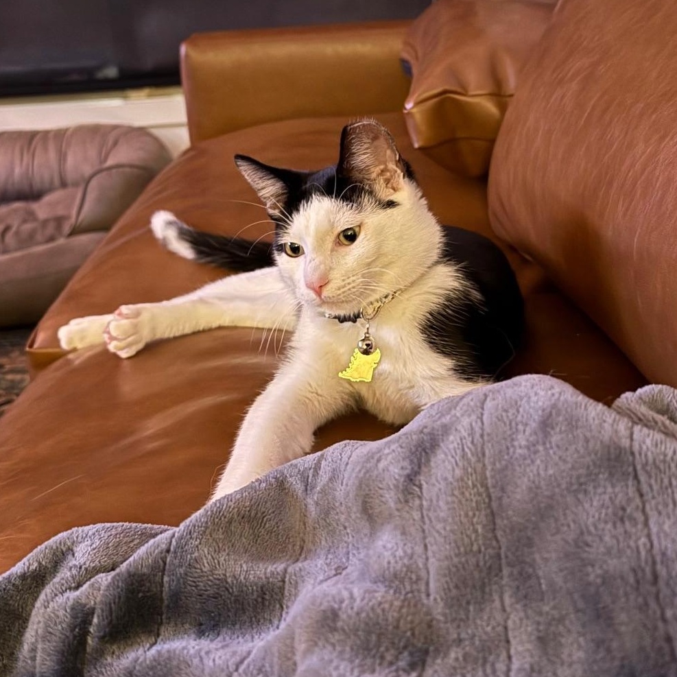 Enlarge Atlas, a ADOPTABLE Domestic Short Hair in Jersey City, NJ image 1/2