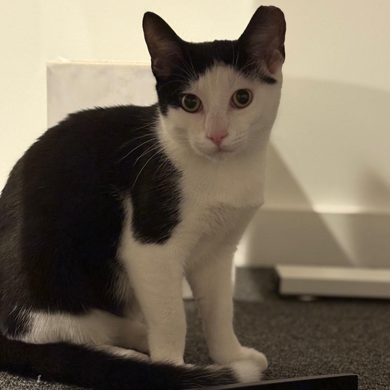 Enlarge Atlas, a ADOPTABLE Domestic Short Hair in Jersey City, NJ image 2/2