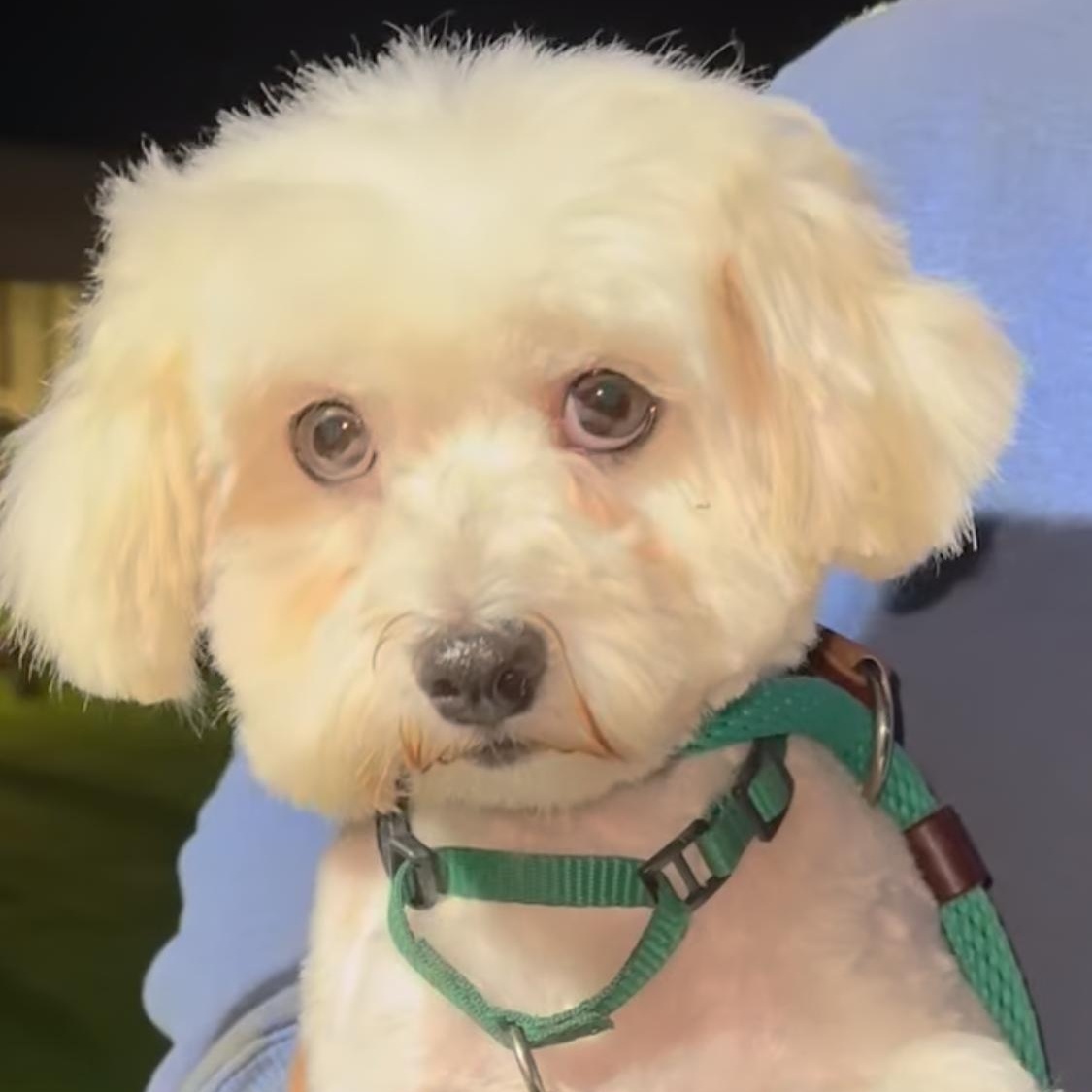 Enlarge Reign, a Adoptable Maltese in Oak Bluffs, MA image 1/1