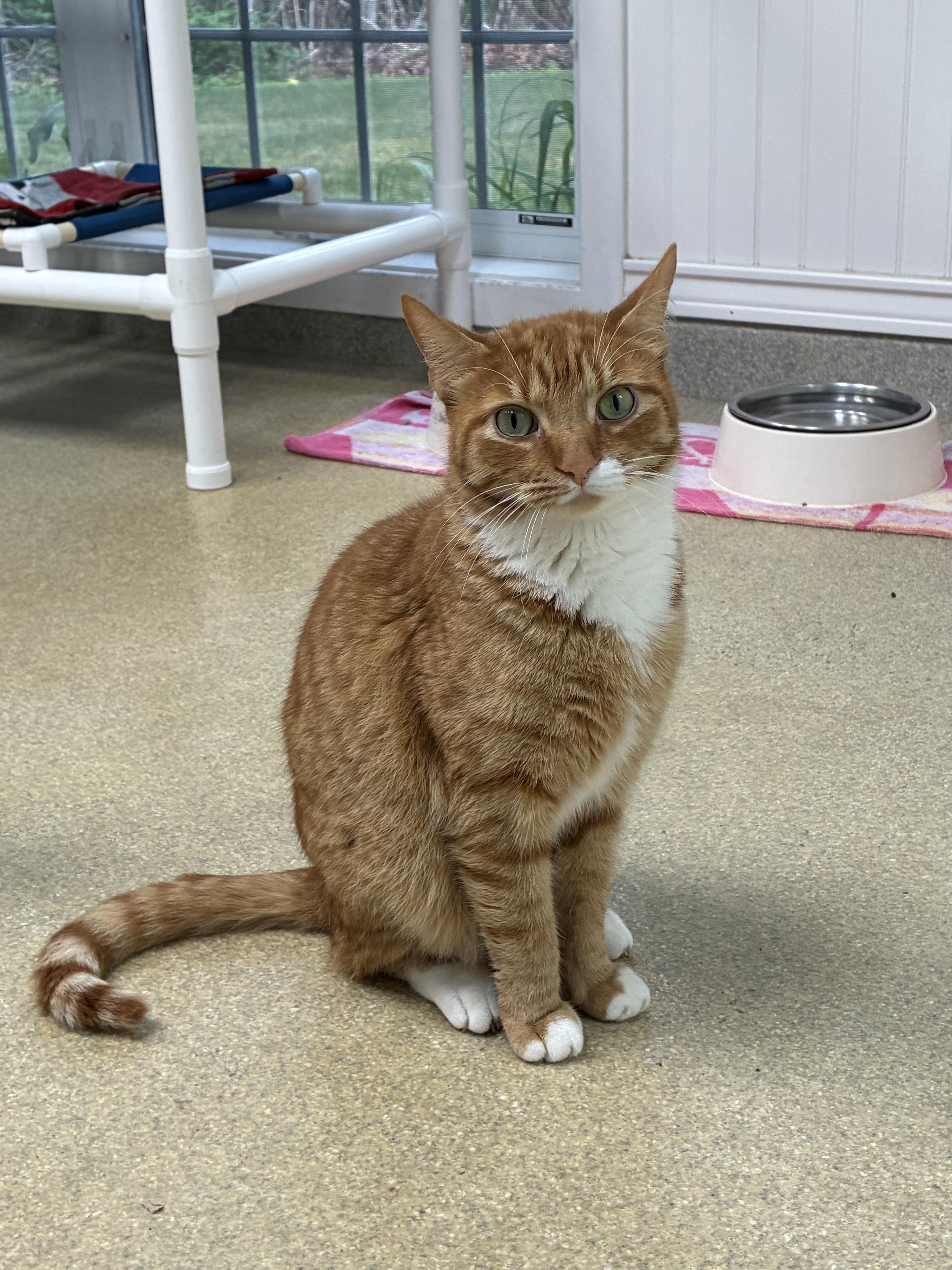 Snickerdoodle, a ADOPTABLE Domestic Short Hair in Westbrook, CT image 3/6