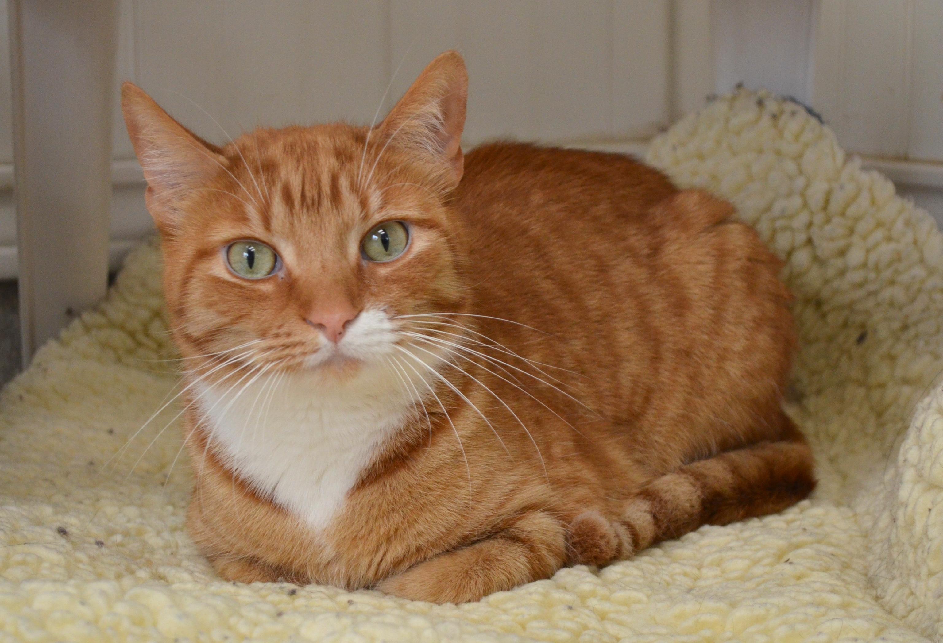 Snickerdoodle, a ADOPTABLE Domestic Short Hair in Westbrook, CT image 4/6