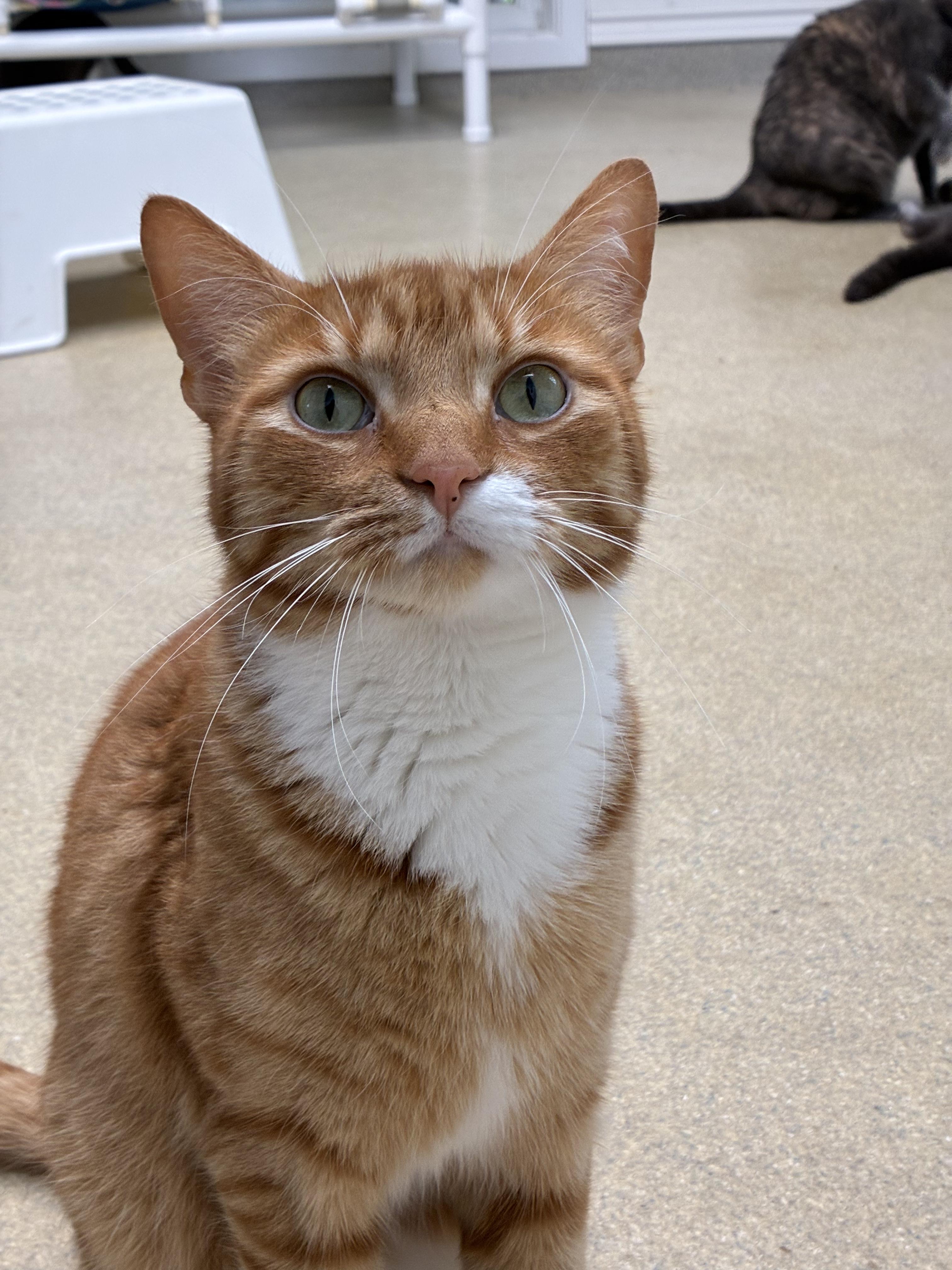 Snickerdoodle, a ADOPTABLE Domestic Short Hair in Westbrook, CT image 1/6