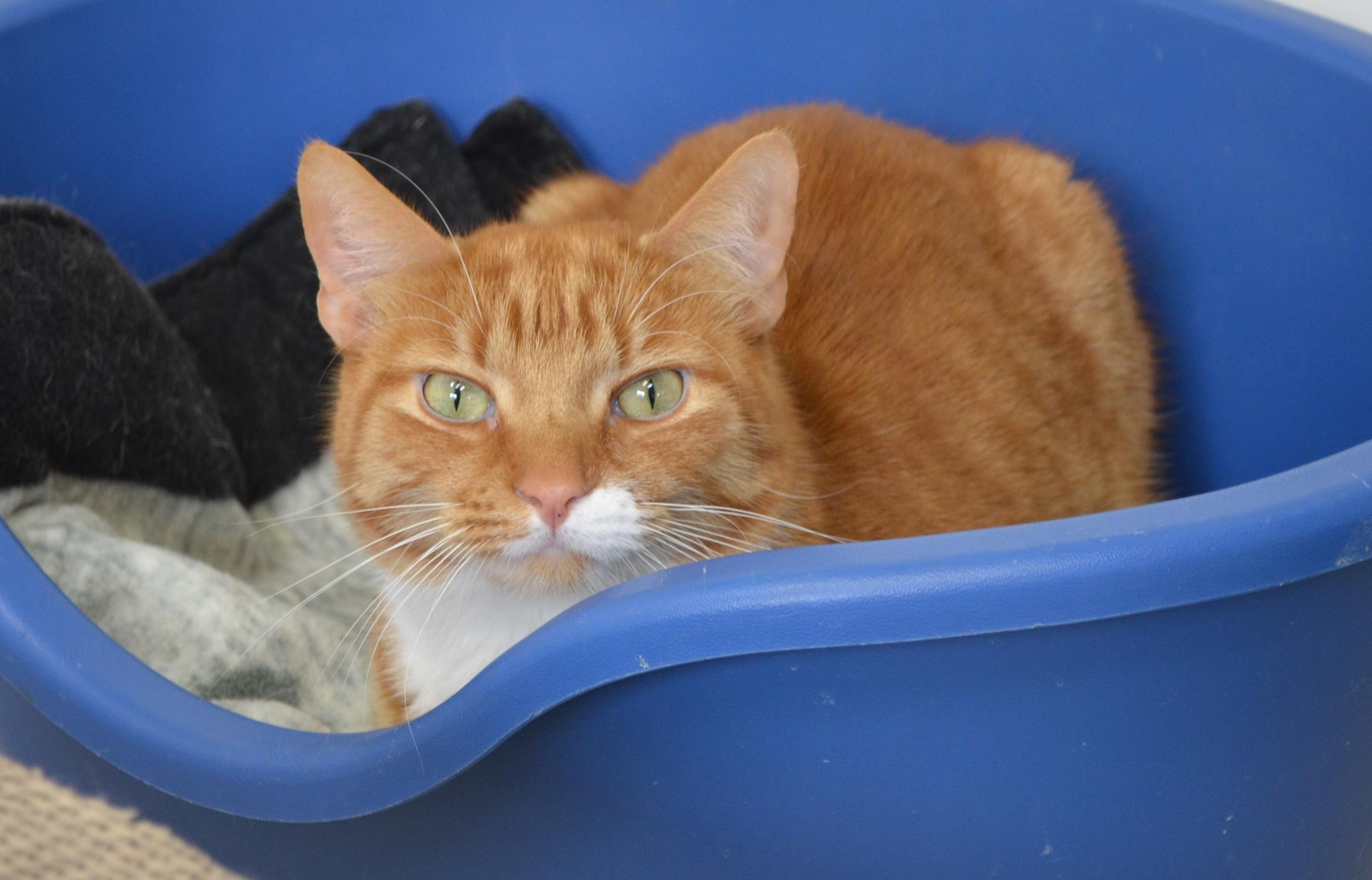 Snickerdoodle, a ADOPTABLE Domestic Short Hair in Westbrook, CT image 5/6