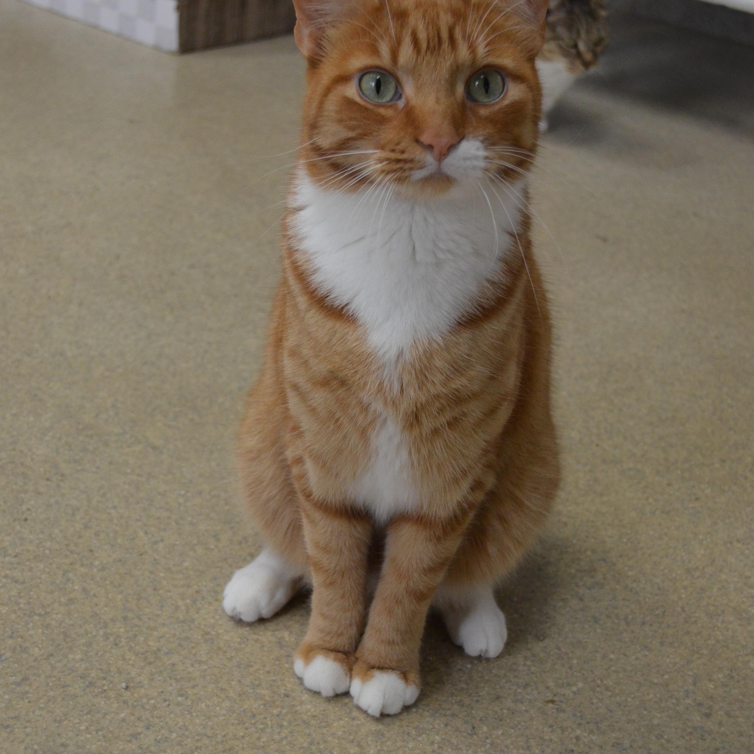 Snickerdoodle, a ADOPTABLE Domestic Short Hair in Westbrook, CT image 6/6