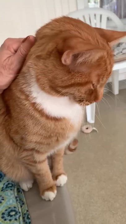 Enlarge Snickerdoodle, a ADOPTABLE Domestic Short Hair in Westbrook, CT video 6/6