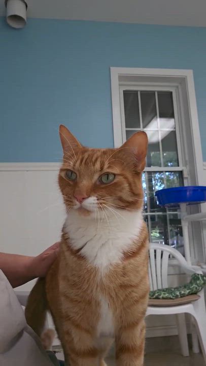Enlarge Snickerdoodle, a ADOPTABLE Domestic Short Hair in Westbrook, CT video 2/6