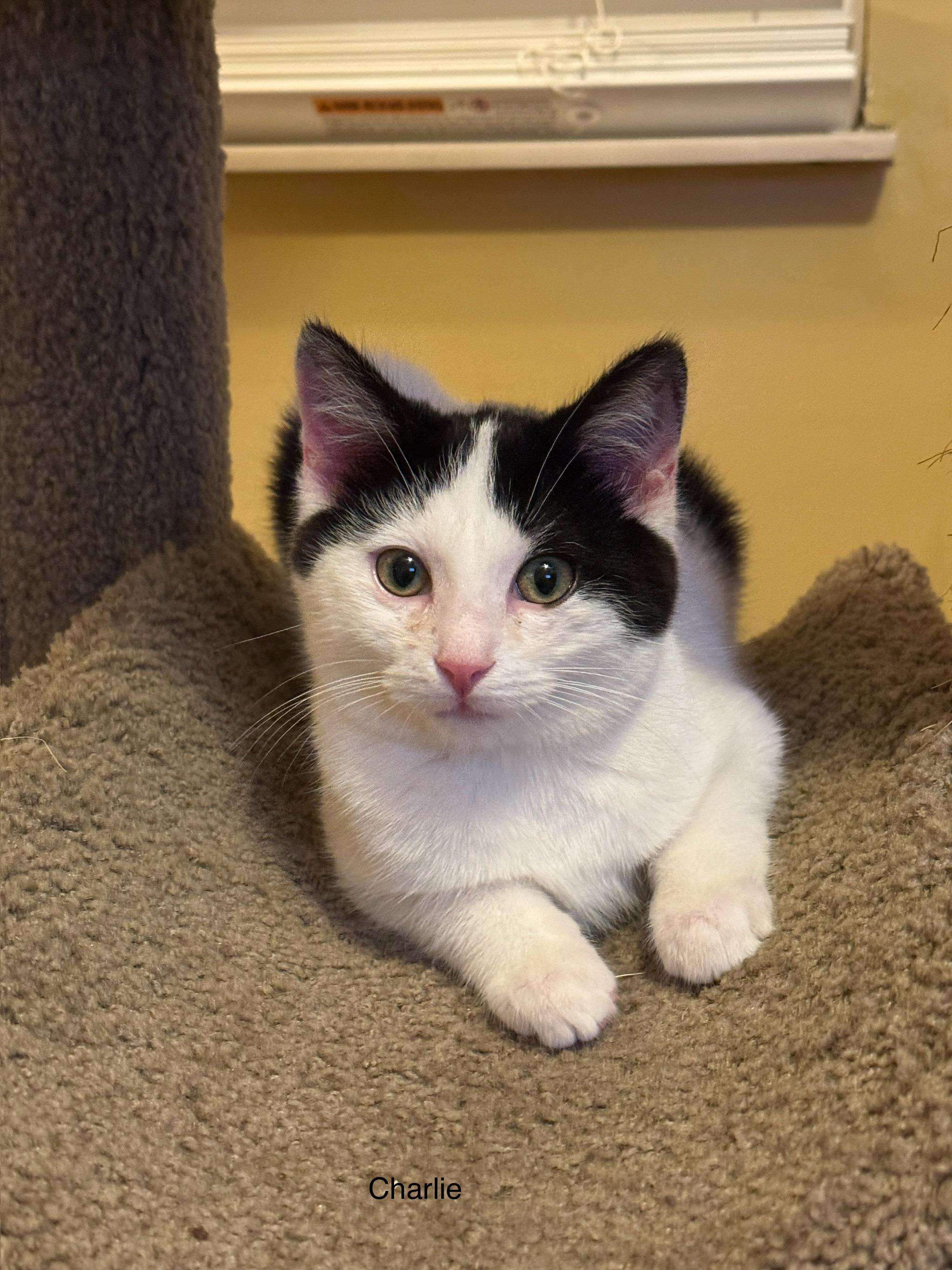 Charlie, Adopted, Young Male Domestic Short Hair.