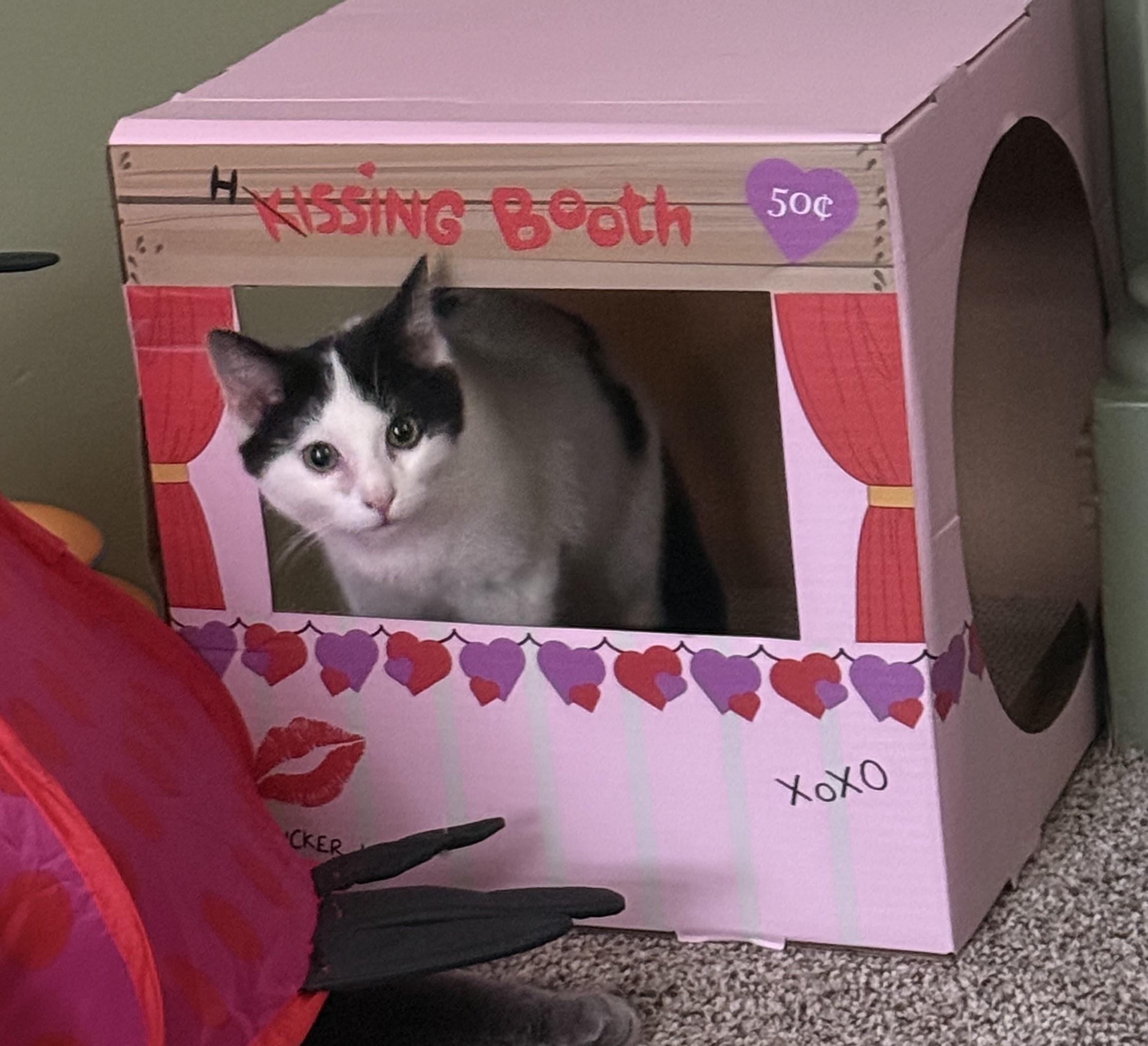 Enlarge Charlie, a Adopted Domestic Short Hair in Bethel Park, PA image 2/3