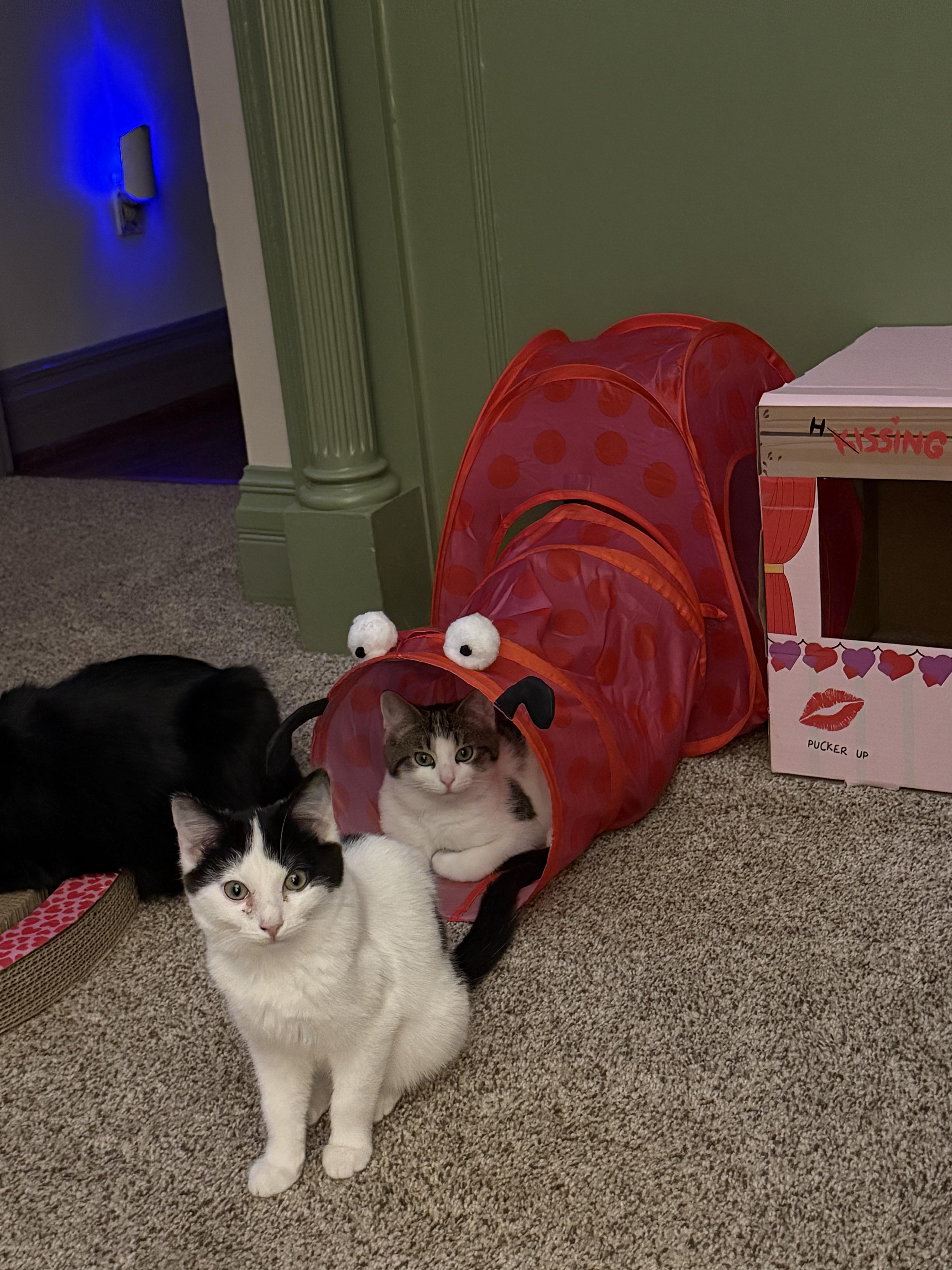 Enlarge Charlie, a Adopted Domestic Short Hair in Bethel Park, PA image 3/3