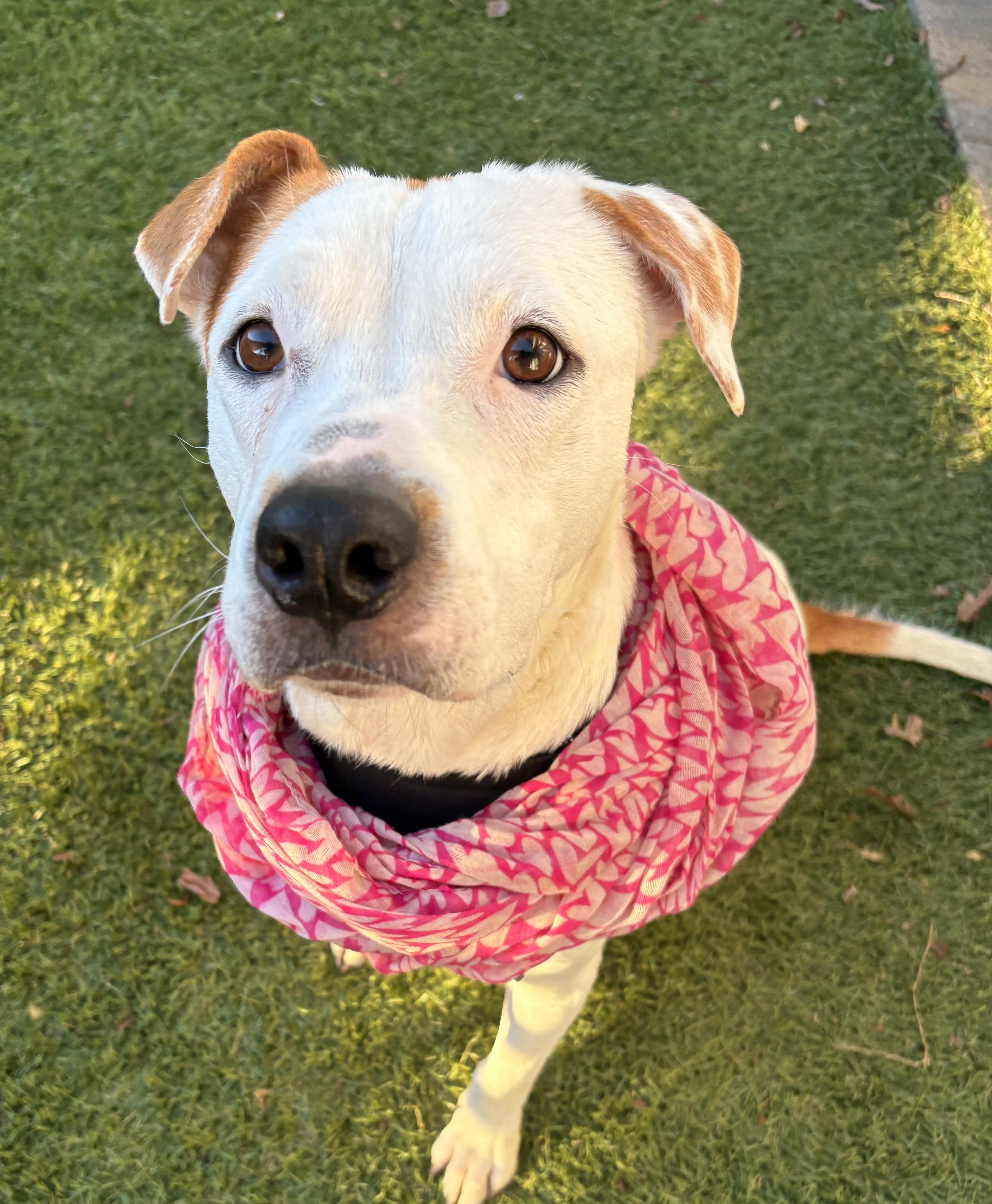 Enlarge Capri, an adoptable mixed breed in San Diego, CA image 4/5