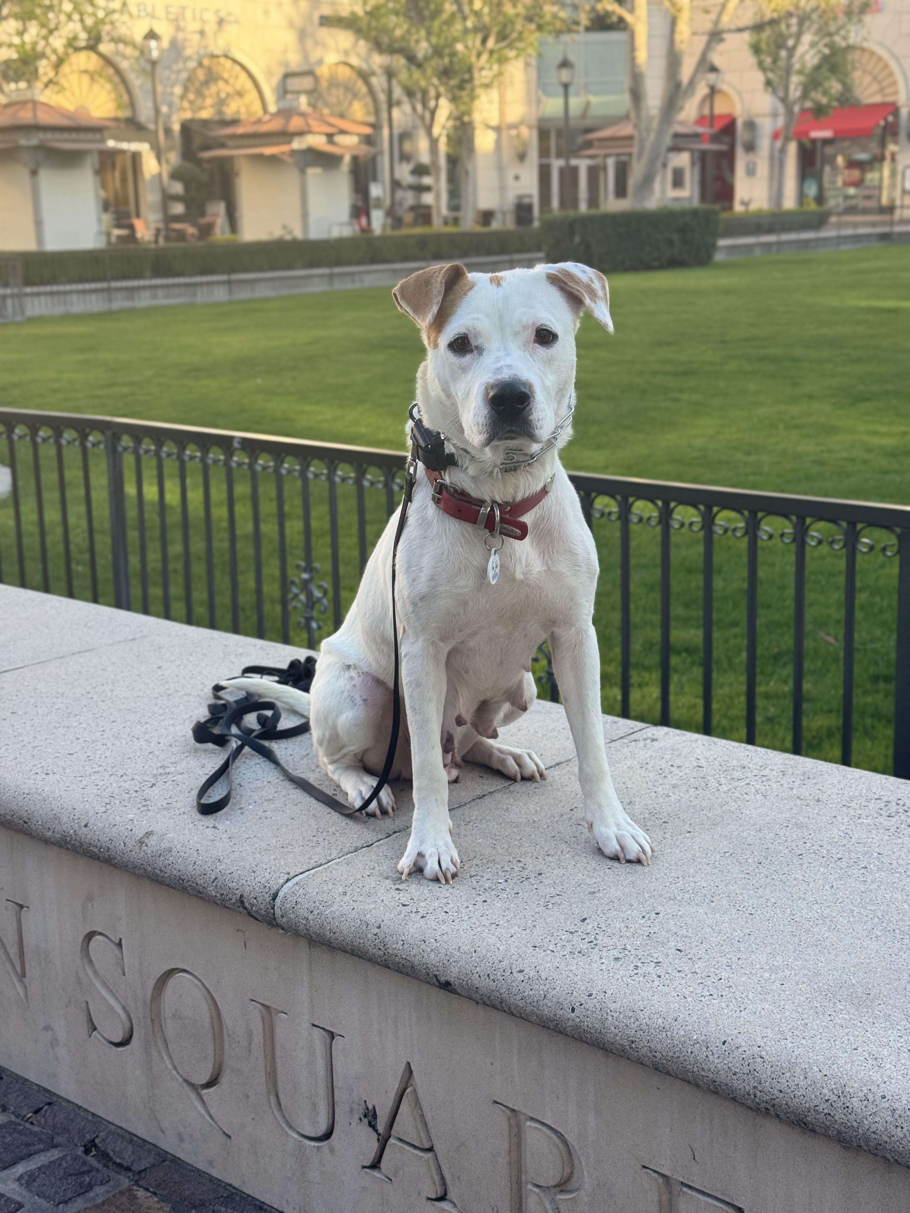 Enlarge Capri, an adoptable mixed breed in San Diego, CA image 2/5