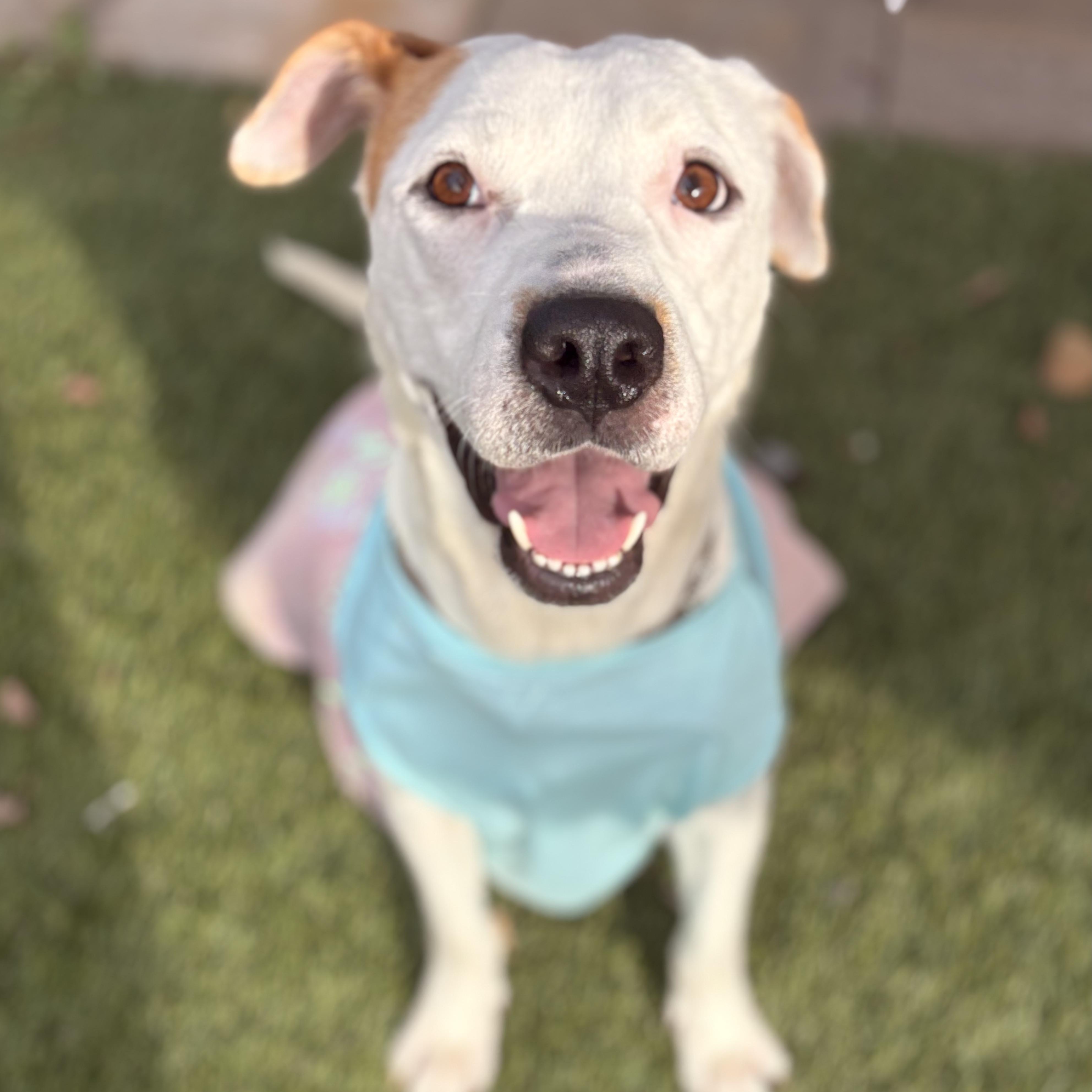 Enlarge Capri, an adoptable mixed breed in San Diego, CA image 3/5