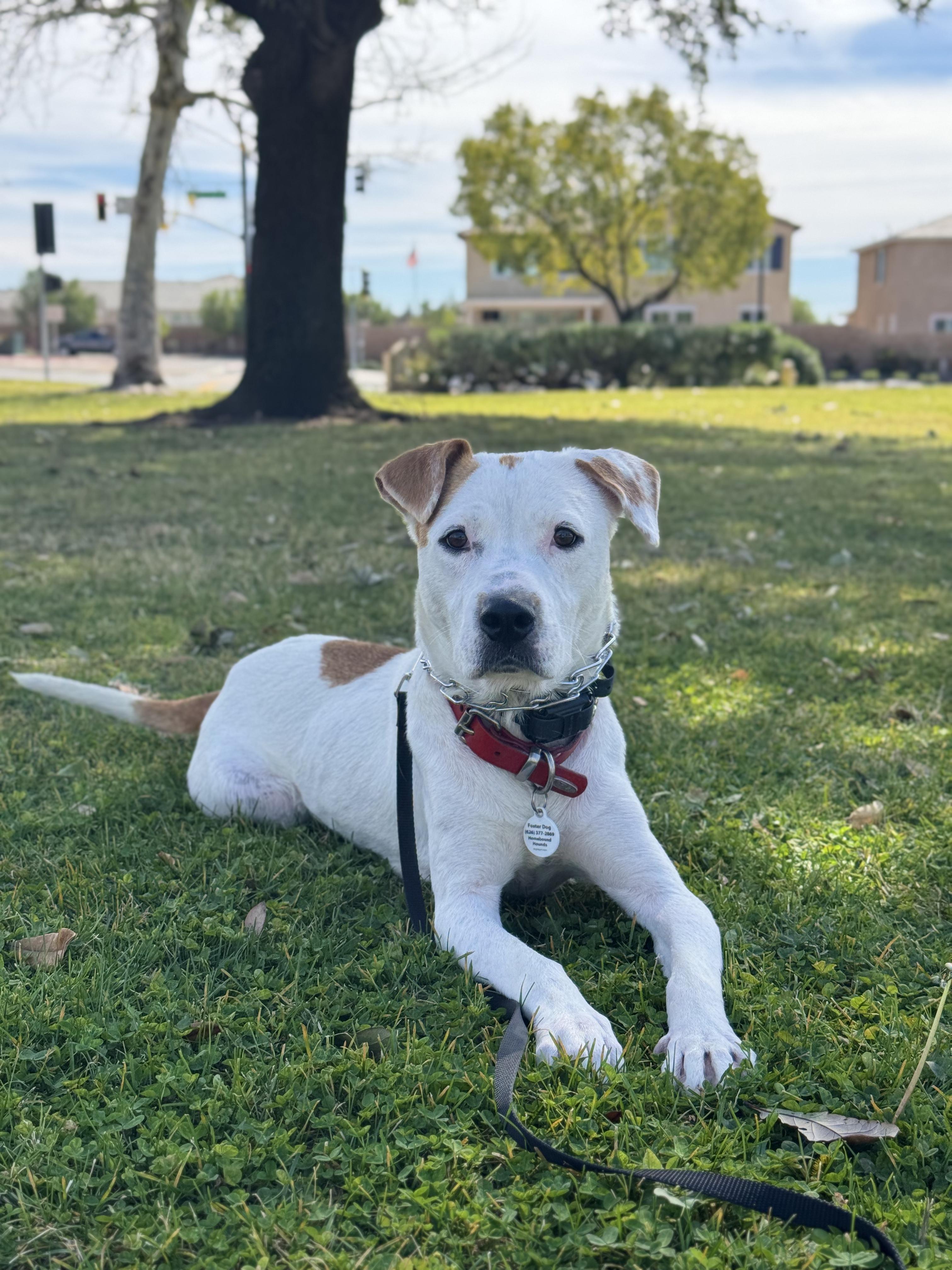 Capri, adoptable, Young Female Pit Bull Terrier.