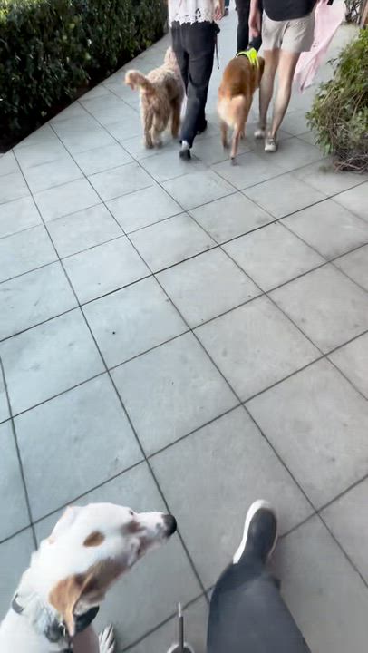 Enlarge Capri, an adoptable mixed breed in San Diego, CA video 5/5