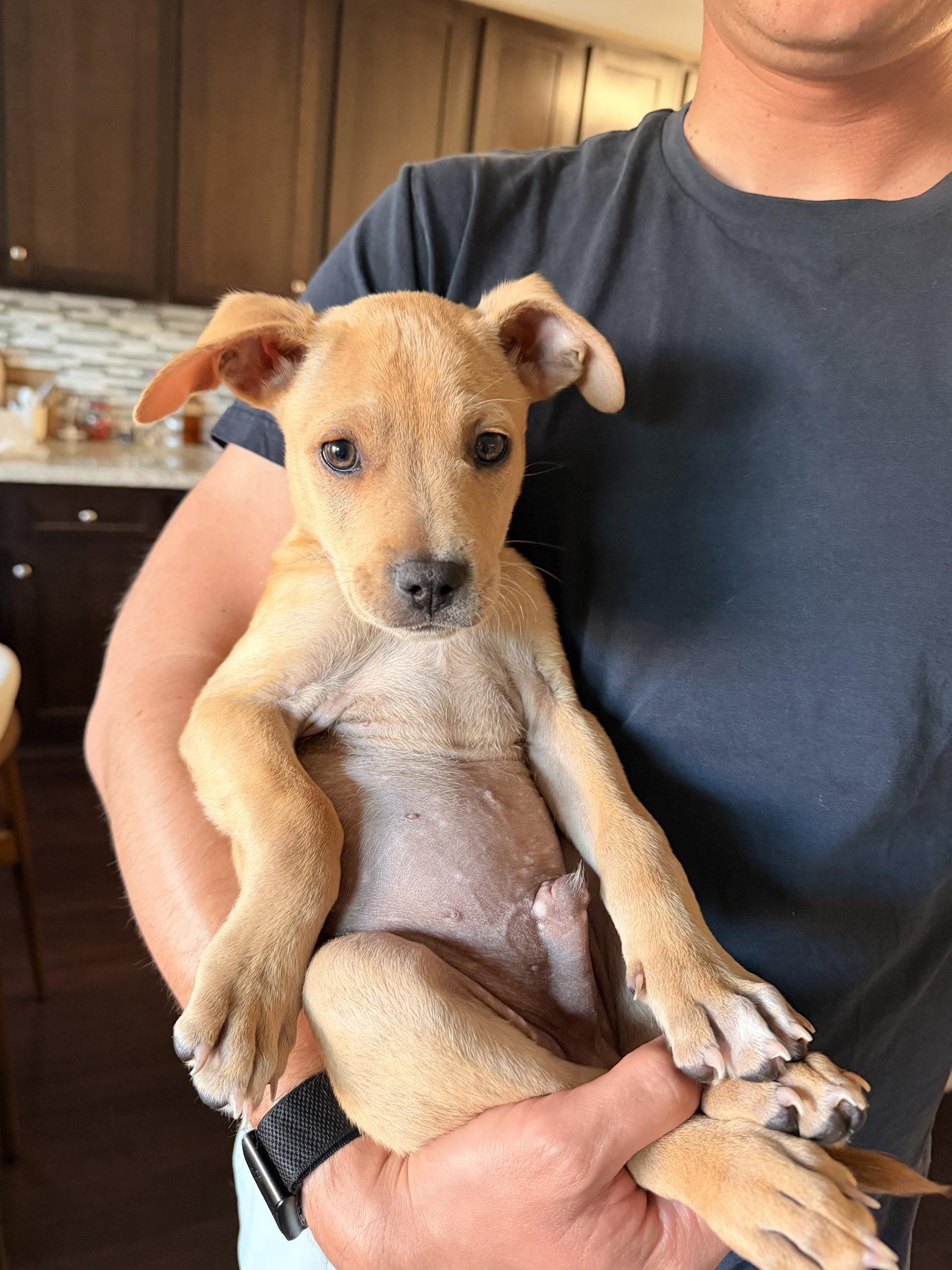 Howard, Adopted, Puppy Male Pit Bull Terrier & Corgi.