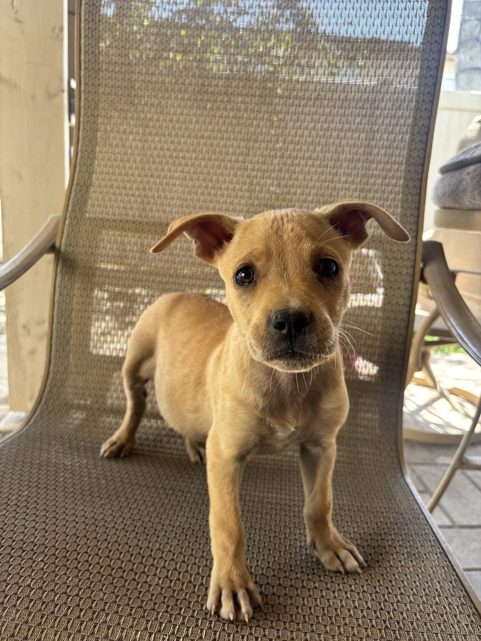 Howard, Adoptable, Puppy Male Pit Bull Terrier & Corgi.
