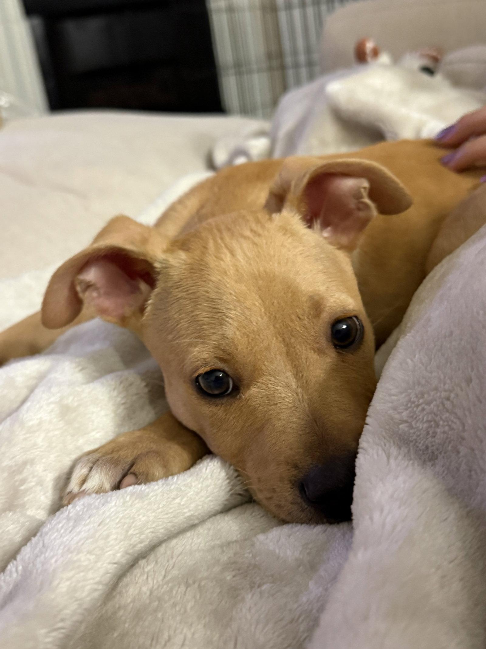Howard, a Adopted mixed breed in Fullerton, CA image 2/3
