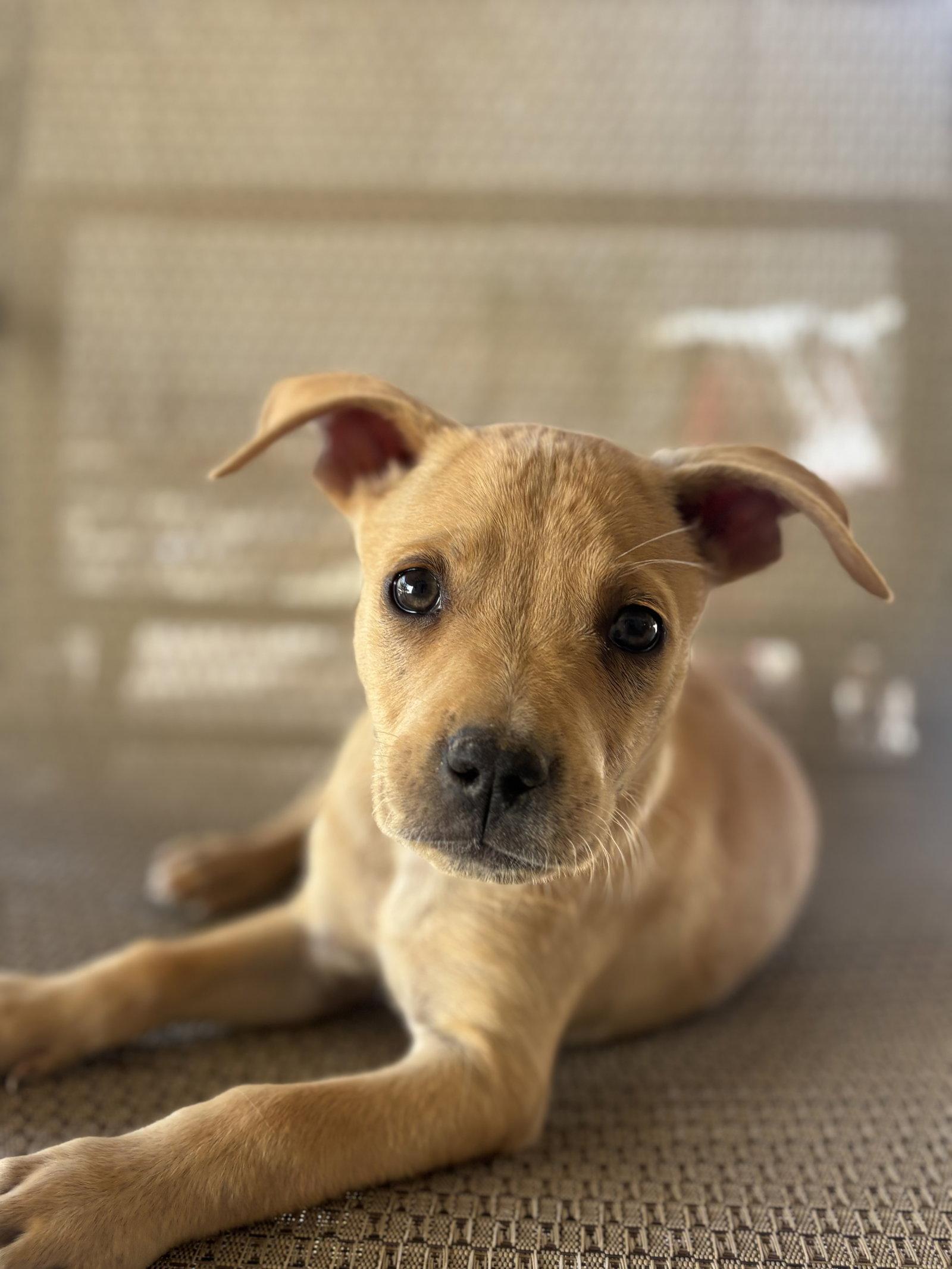 Enlarge Howard, a Adoptable mixed breed in Fullerton, CA image 2/3