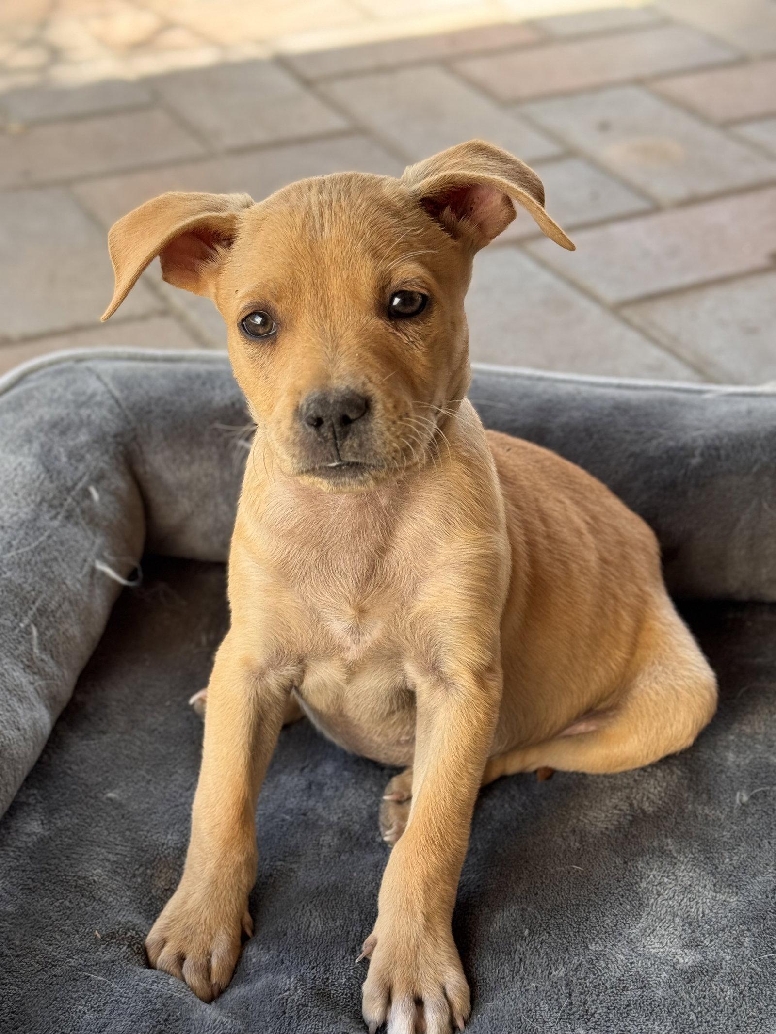 Enlarge Howard, a Adoptable mixed breed in Fullerton, CA image 3/3