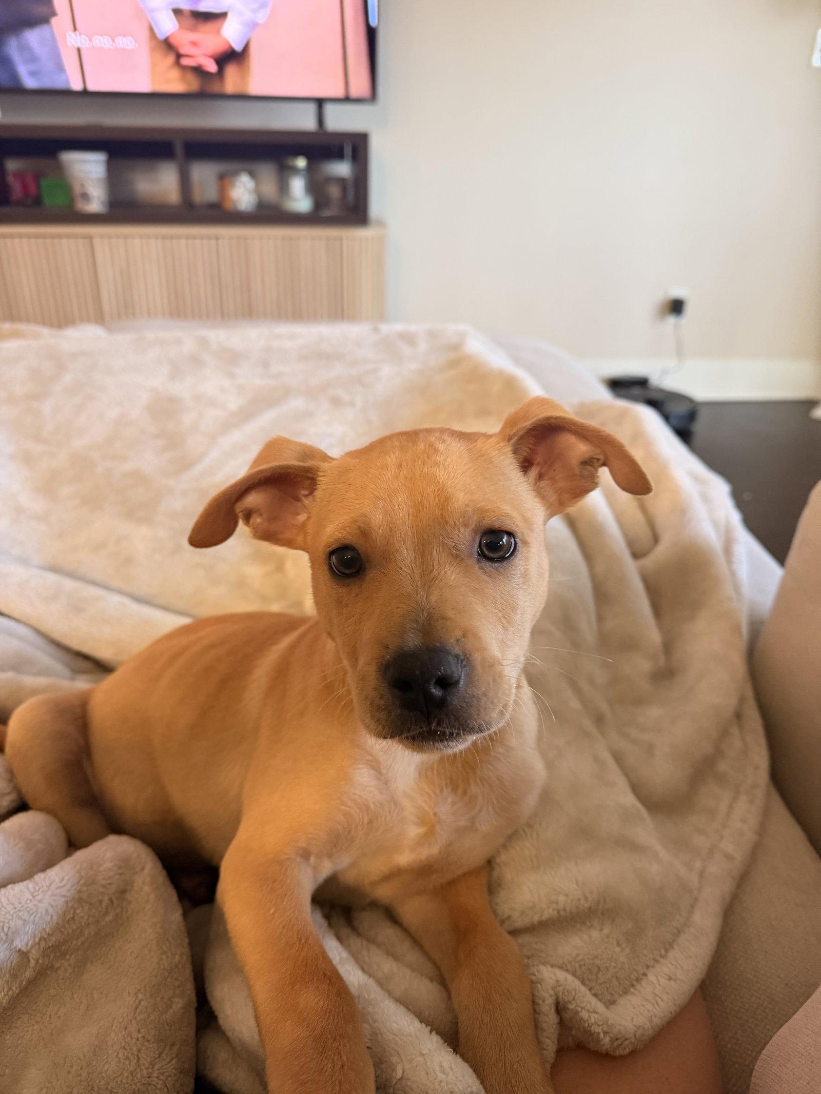 Howard, a Adopted mixed breed in Fullerton, CA image 3/3