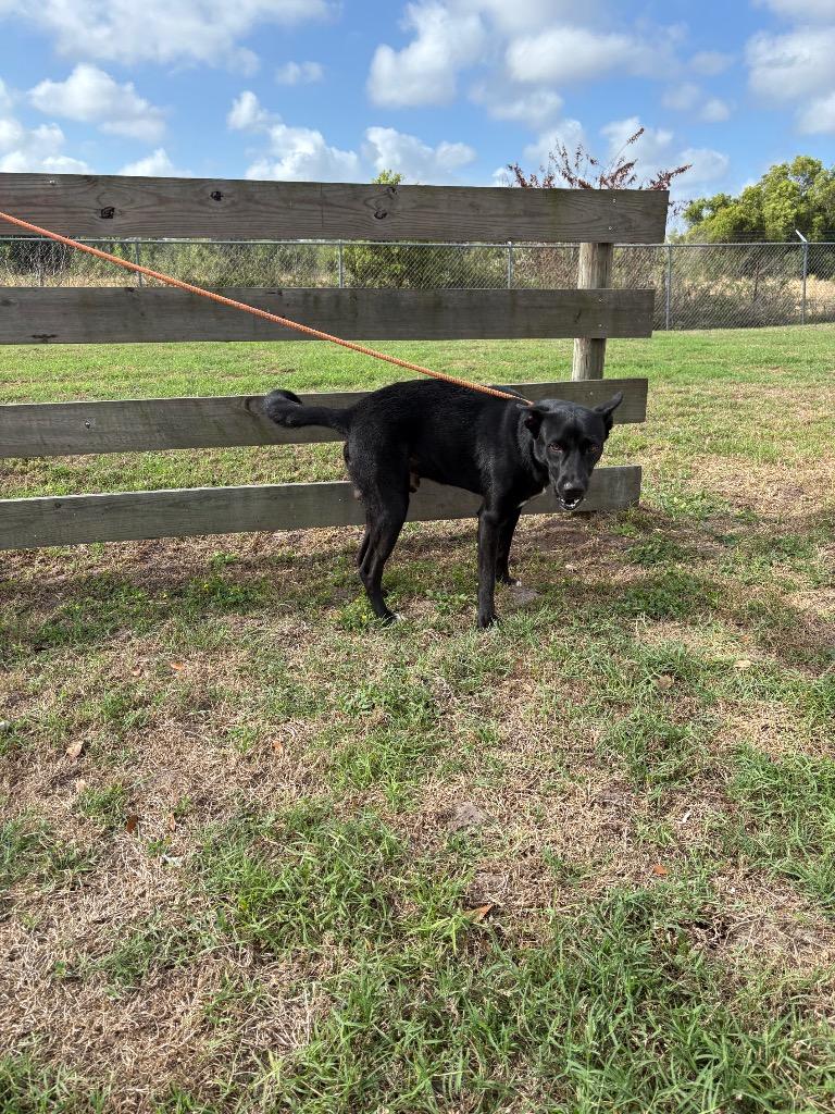 Enlarge Jak, a Adoptable mixed breed in Wauchula, FL image 1/1