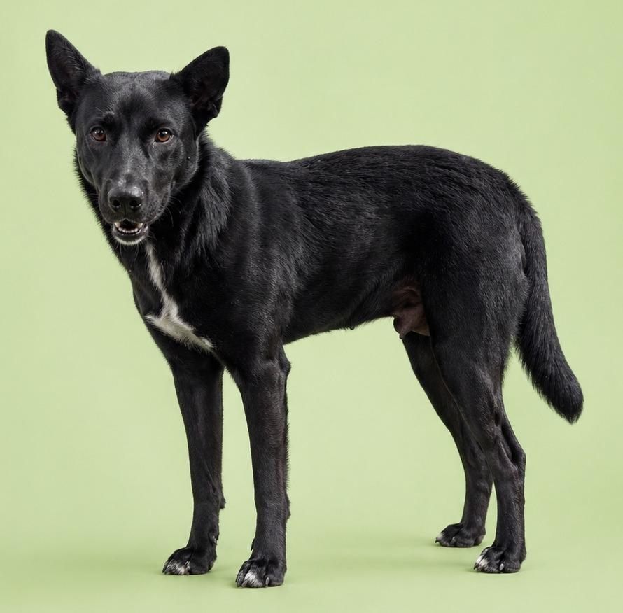 Jak, Adoptable, Young Male Terrier.