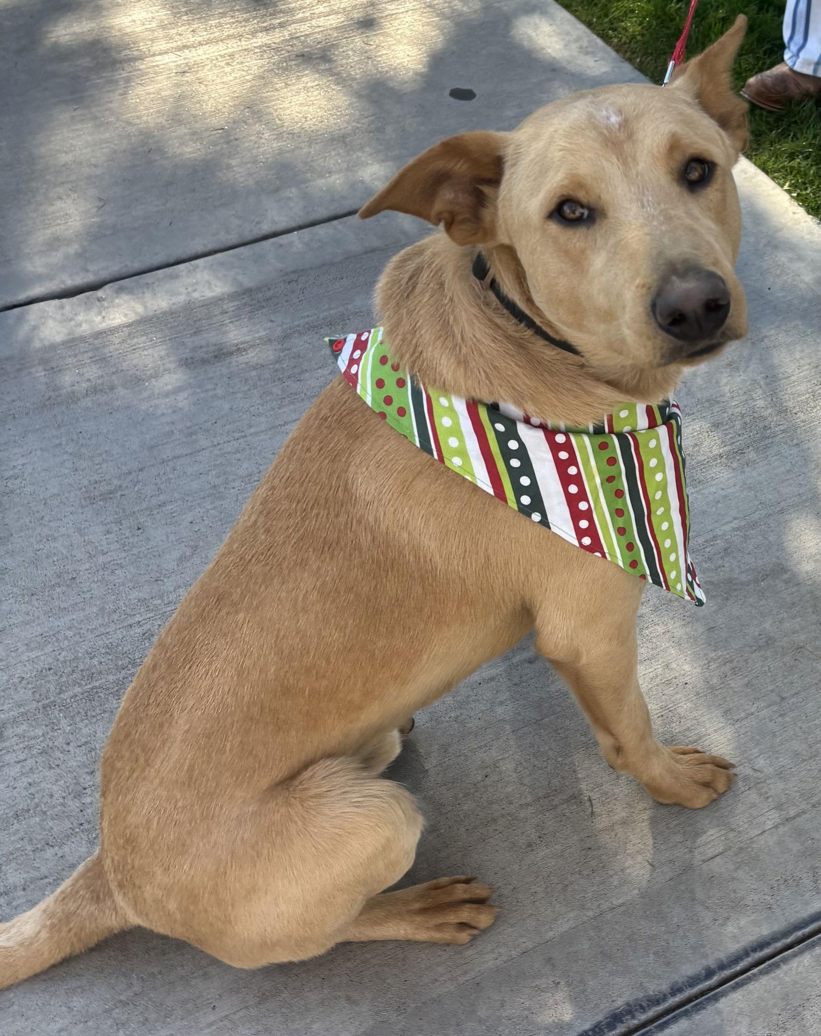 Nugget, Adoptable, Young Male Australian Kelpie & Cattle Dog.