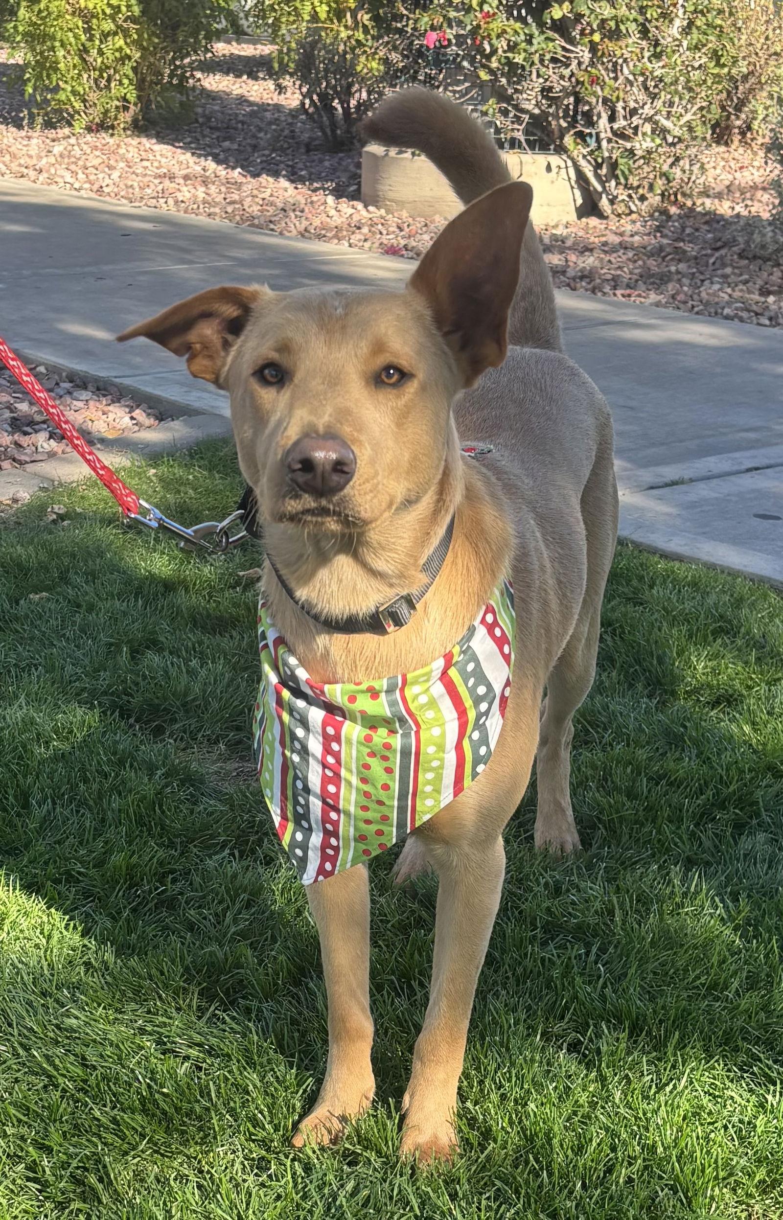 Enlarge Nugget, a Adoptable mixed breed in Glendale, AZ image 2/3