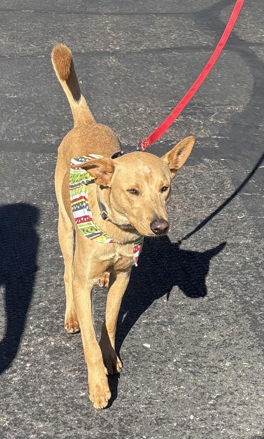 Enlarge Nugget, a Adoptable mixed breed in Glendale, AZ image 3/3