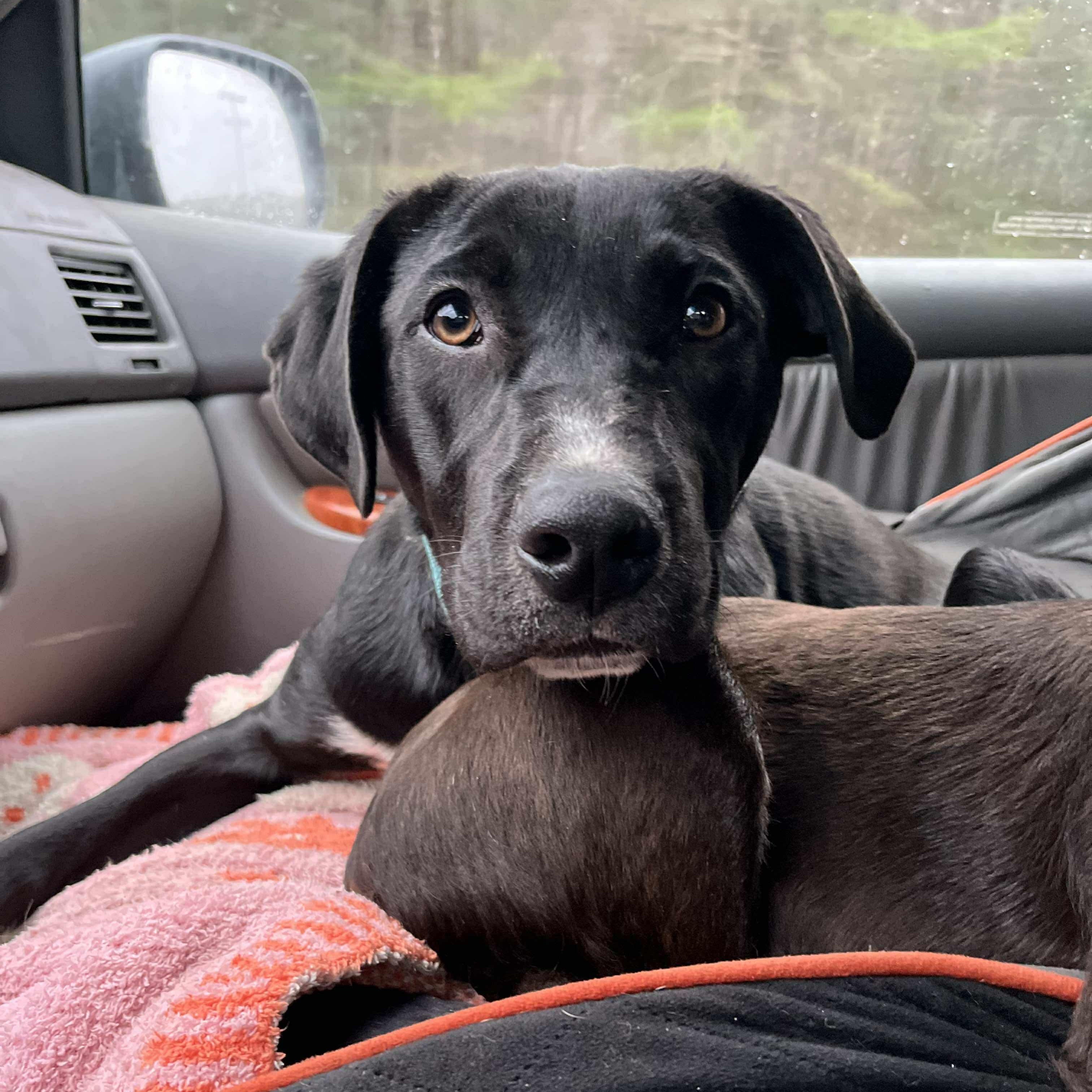 Tony (Reduced Fee until 12/15)