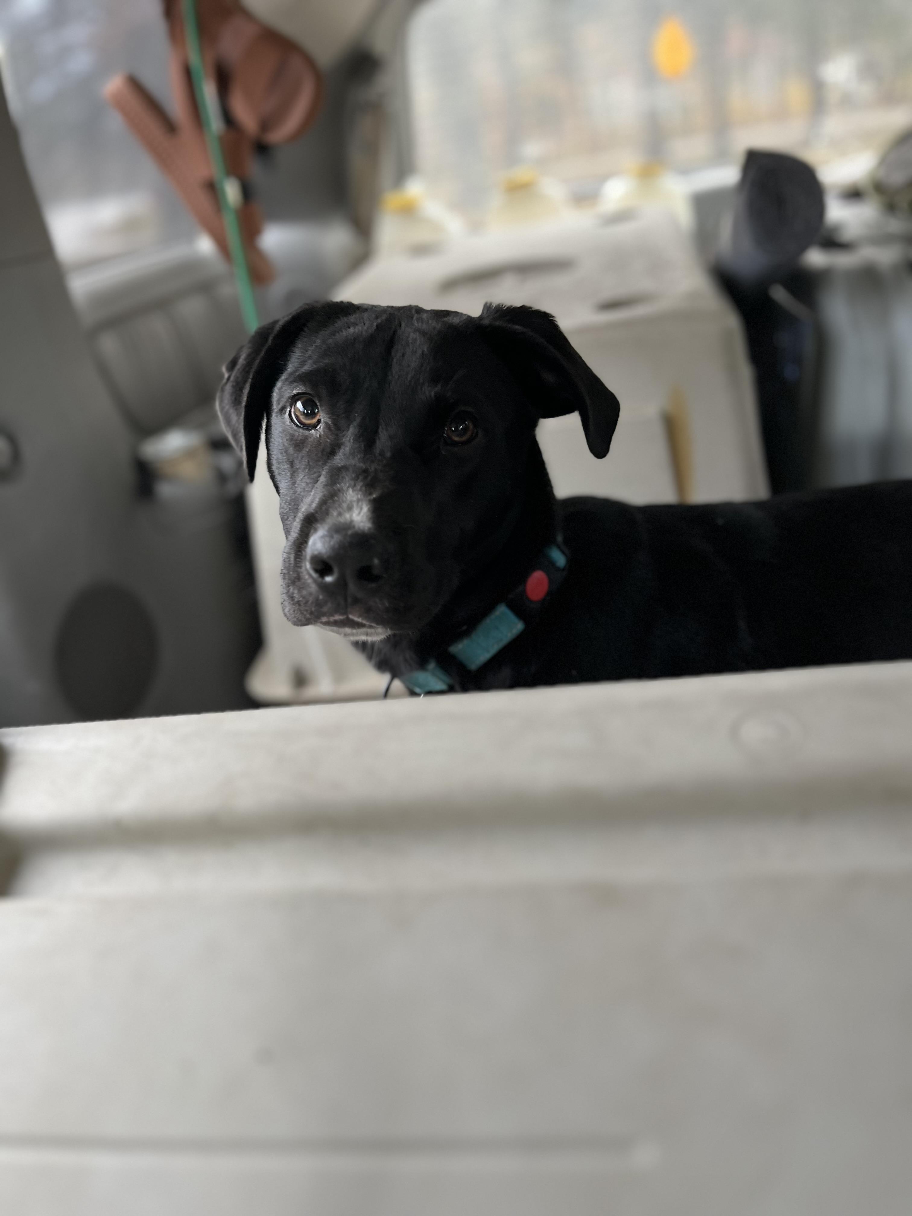 Tony (Reduced Fee until 12/15)