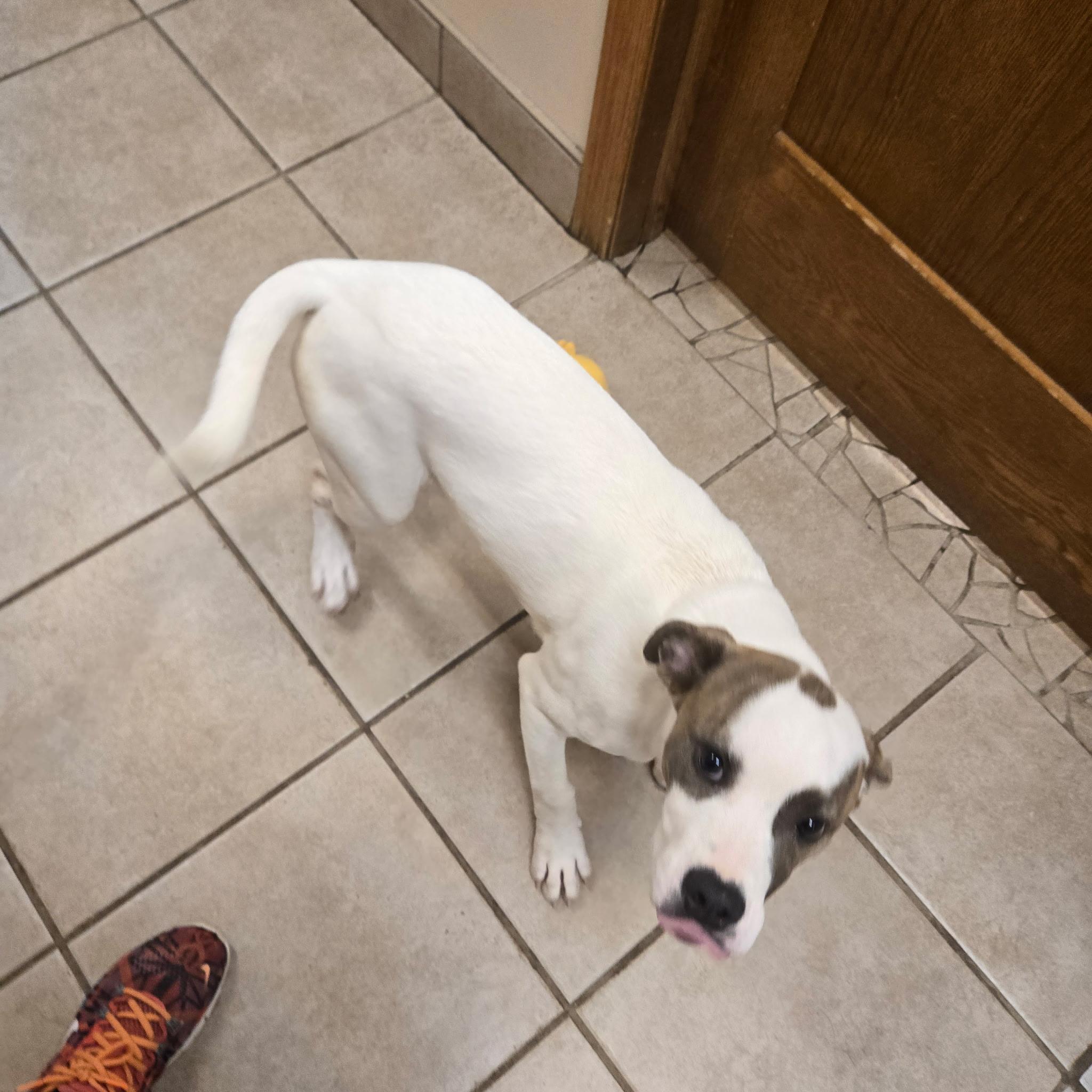 Tessa (pre-adoption), ADOPTABLE, Puppy Female Pit Bull Terrier.