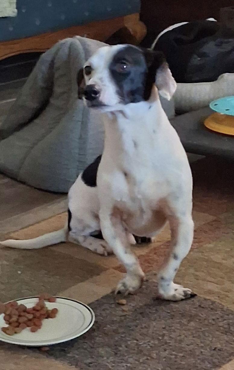 Benji, a Adopted Dachshund in Pearland, TX image 1/3