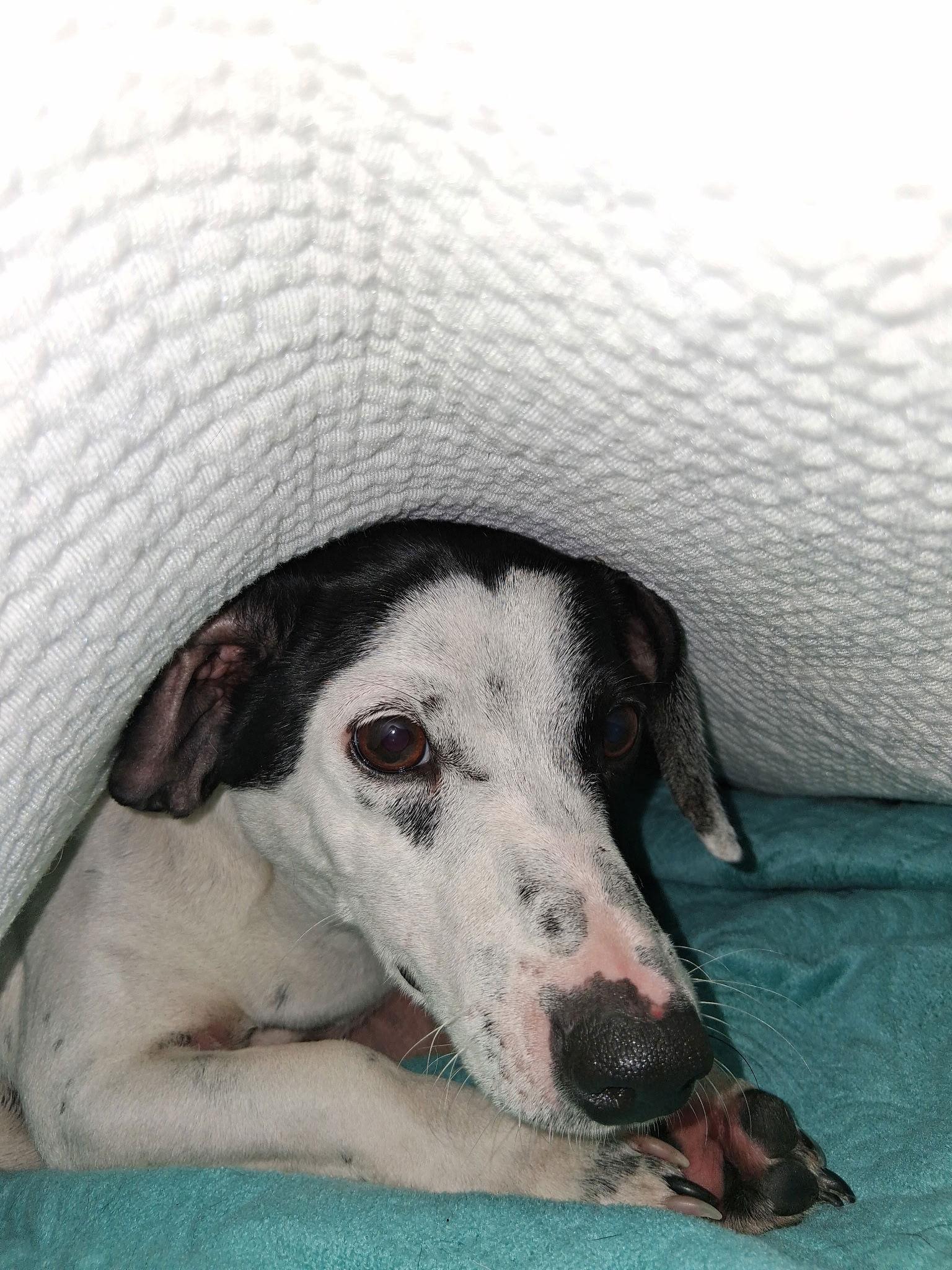 Benji, a Adopted Dachshund in Pearland, TX image 2/3