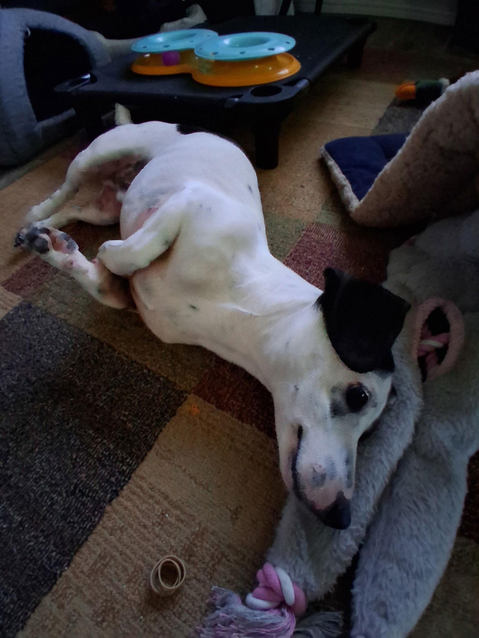 Benji, a Adopted Dachshund in Pearland, TX image 3/3