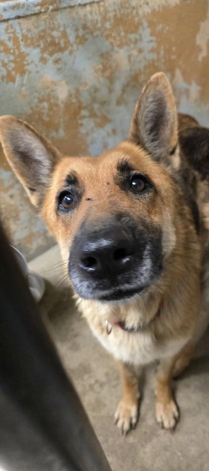 Conan, Adoptable, Adult Male German Shepherd Dog & Mixed Breed.