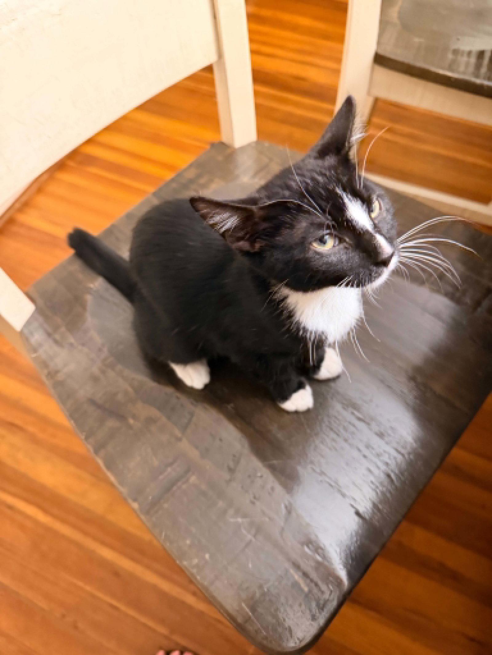 Enlarge Bagel 27, a Adopted Domestic Short Hair in Stewartsville, NJ image 2/3
