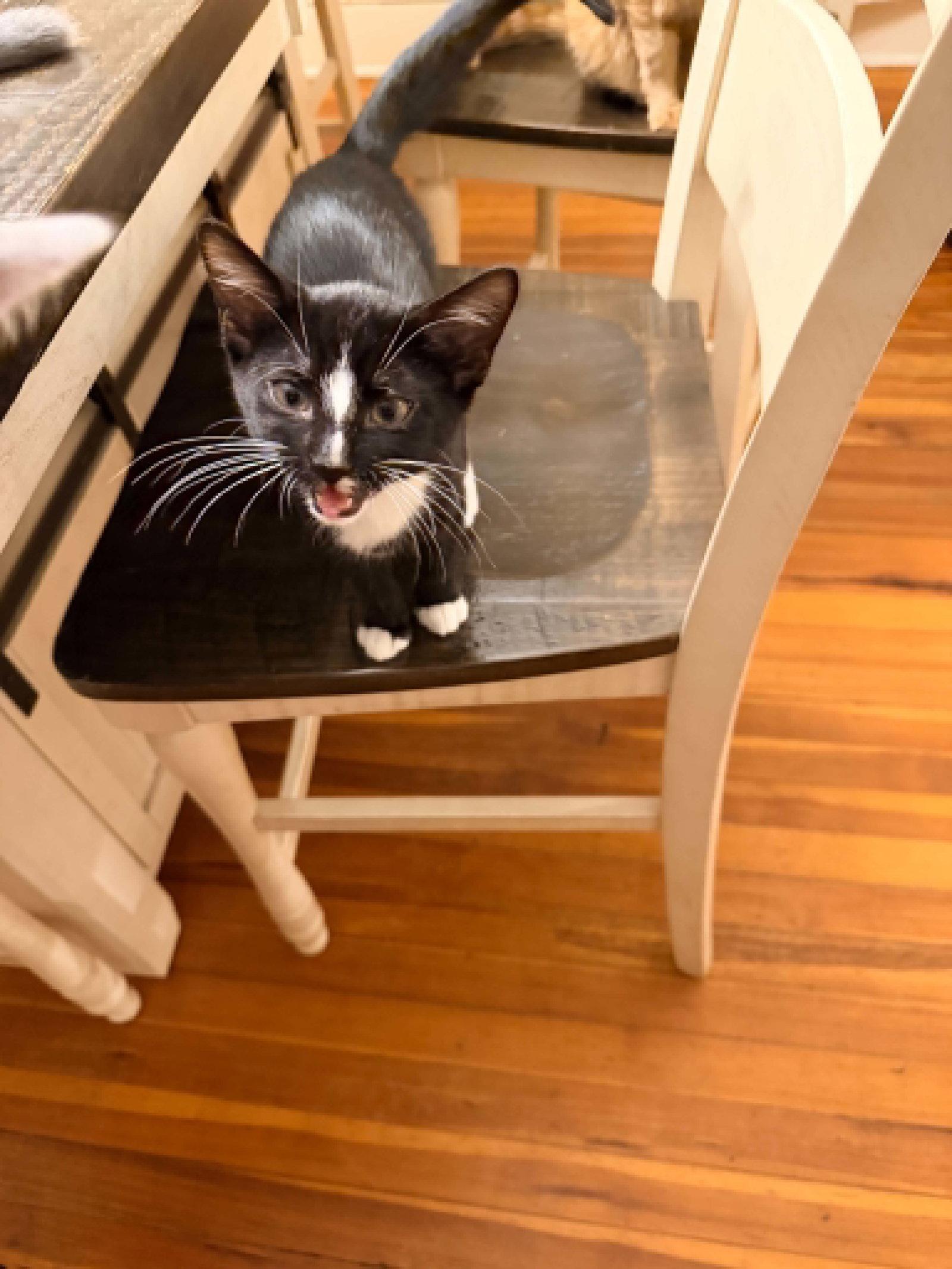 Enlarge Bagel 27, a Adopted Domestic Short Hair in Stewartsville, NJ image 3/3