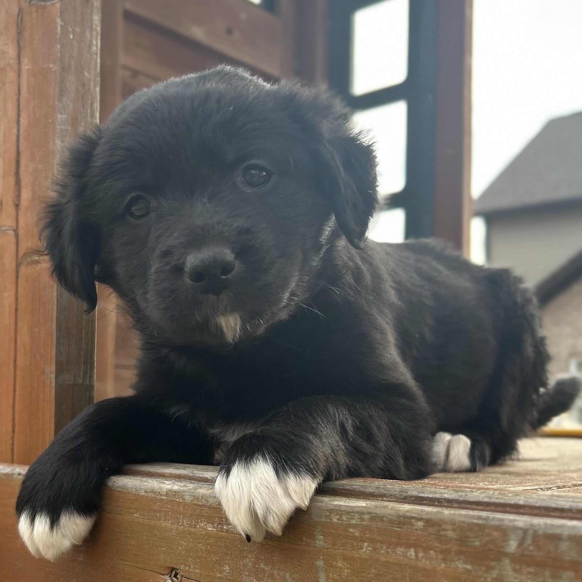 Enlarge Meg, a Adoptable mixed breed in Hartford, CT image 3/6