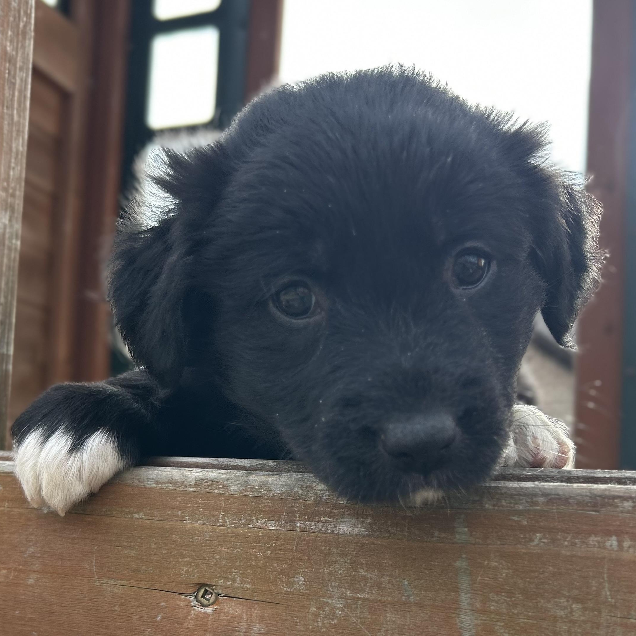 Enlarge Meg, a Adoptable mixed breed in Hartford, CT image 5/6