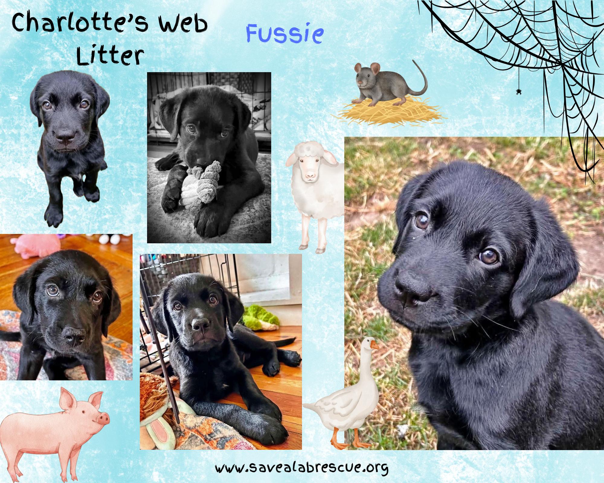 Charlottes Web Litter - Fussie, adopted, Puppy Male Labrador Retriever & Black Labrador Retriever.