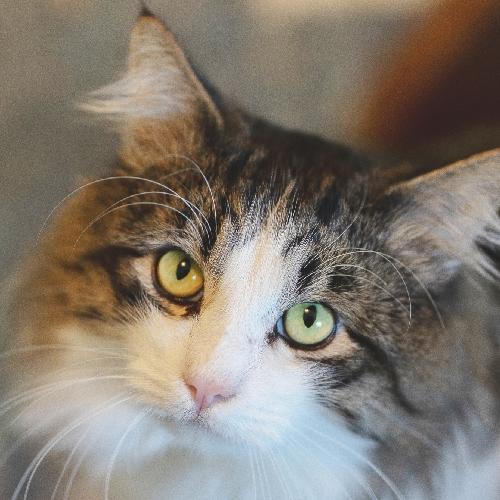 CHARLIE, Young Male Domestic Medium Hair