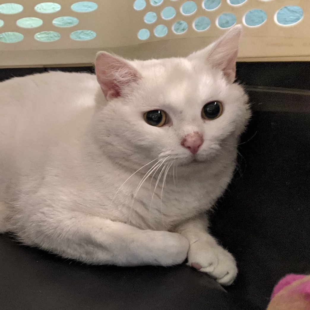 Walt Jr., a Adoptable Domestic Short Hair in Shippenville, PA image 2/2