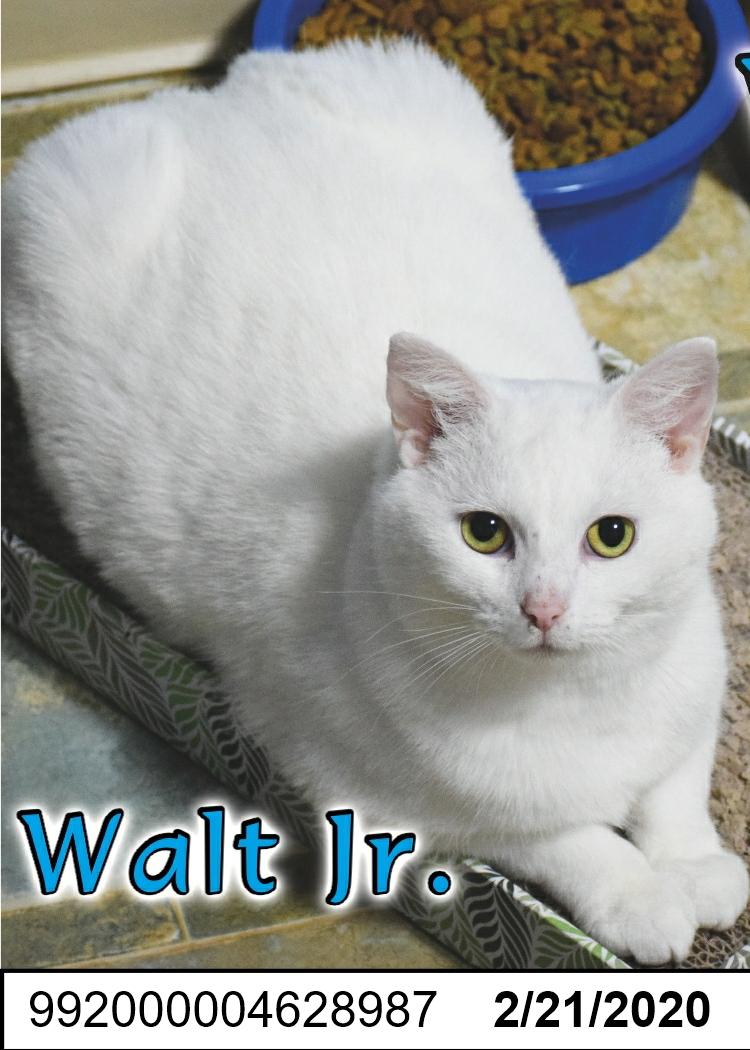 Enlarge Walt Jr., a Adoptable Domestic Short Hair in Shippenville, PA image 1/5