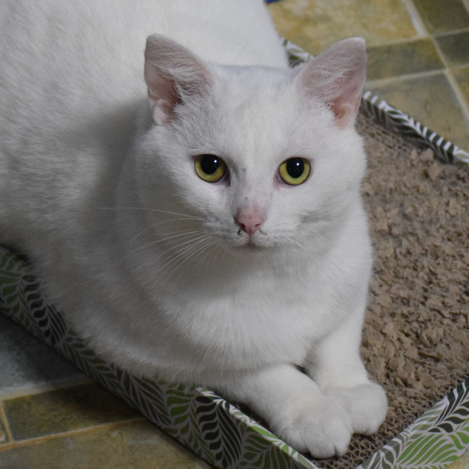 Enlarge Walt Jr., a Adoptable Domestic Short Hair in Shippenville, PA image 2/5